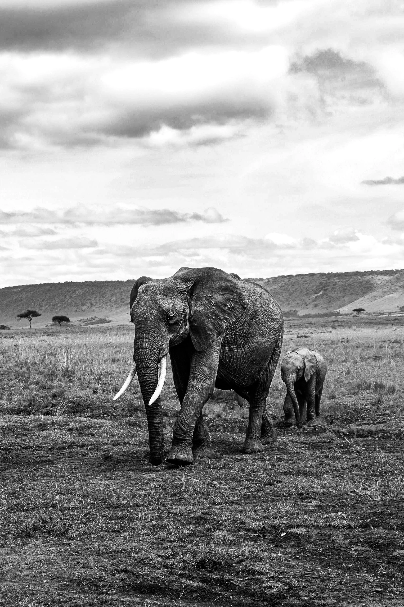 Momma and baby Elephant.jpg