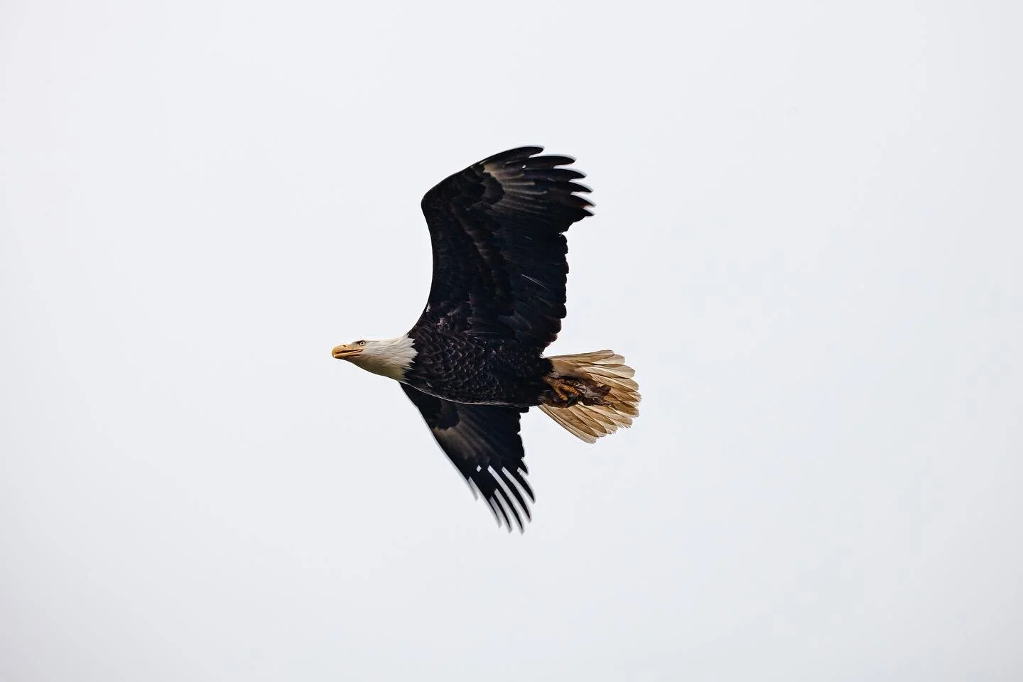 B2041255-2AA1-4474-BF88-416A72B6E0C1.JPG