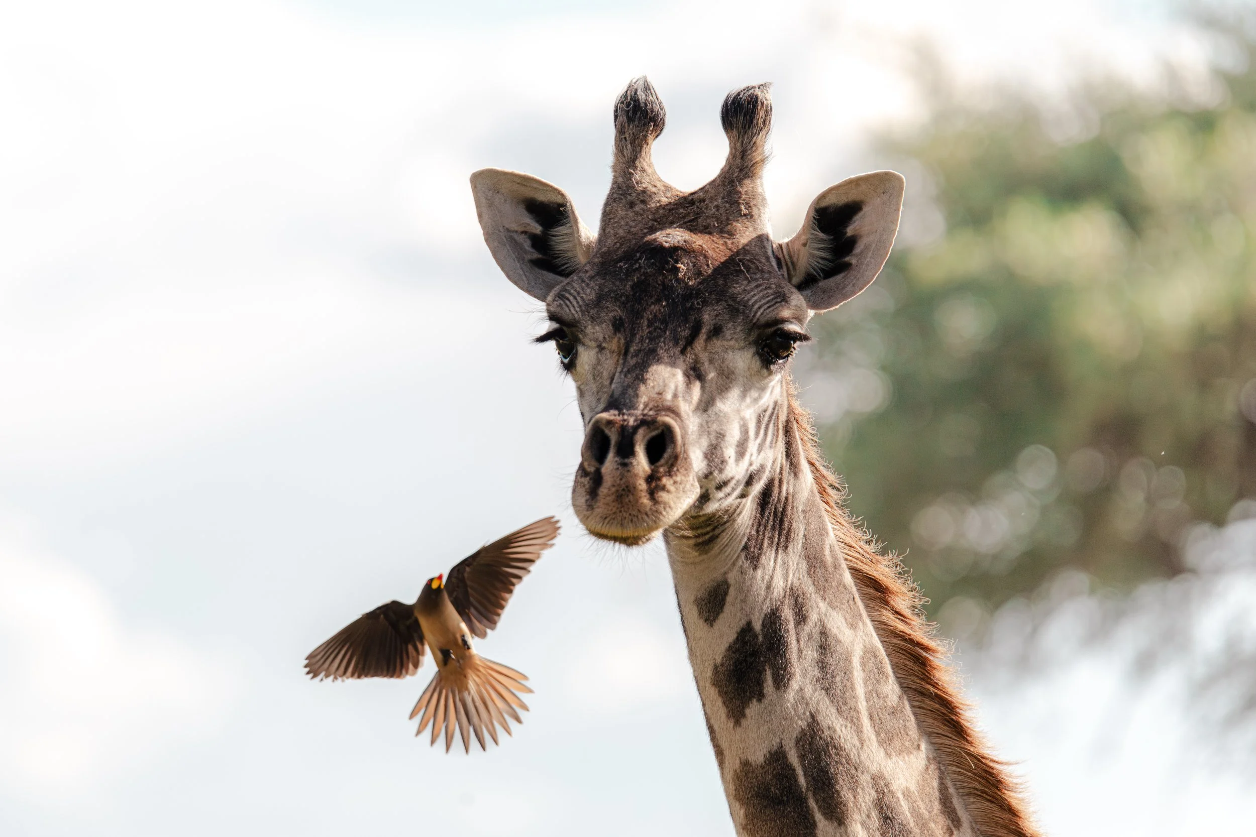 Where the wild pause