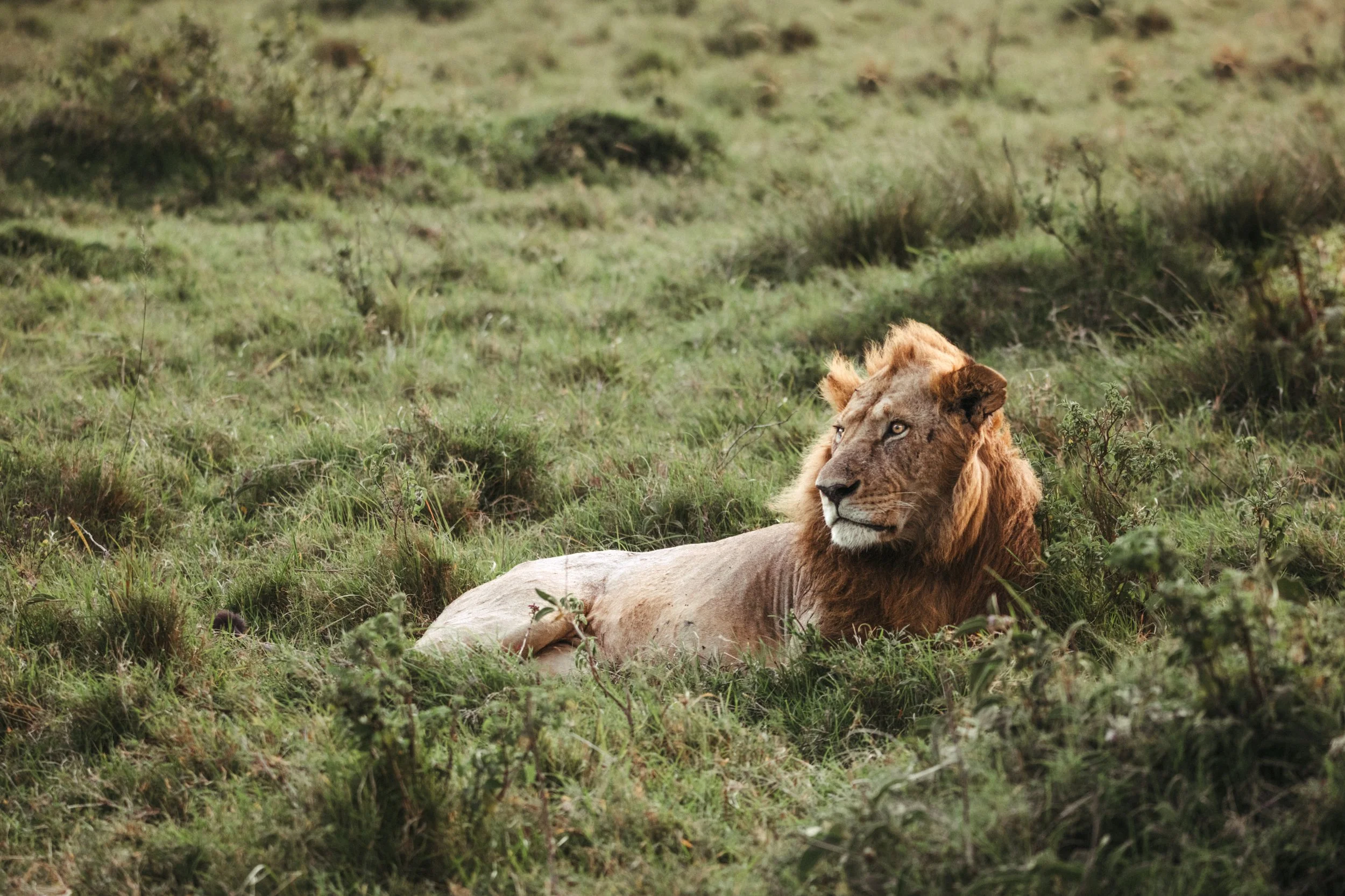 Everything the Light Touches