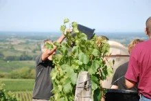 vendanges désiré petit.jpg