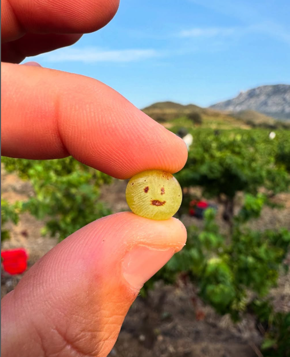 Clos_raisins.png