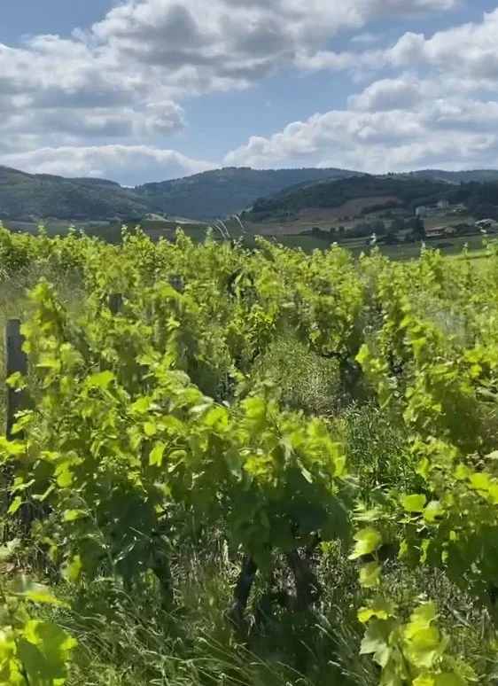 Vignoble