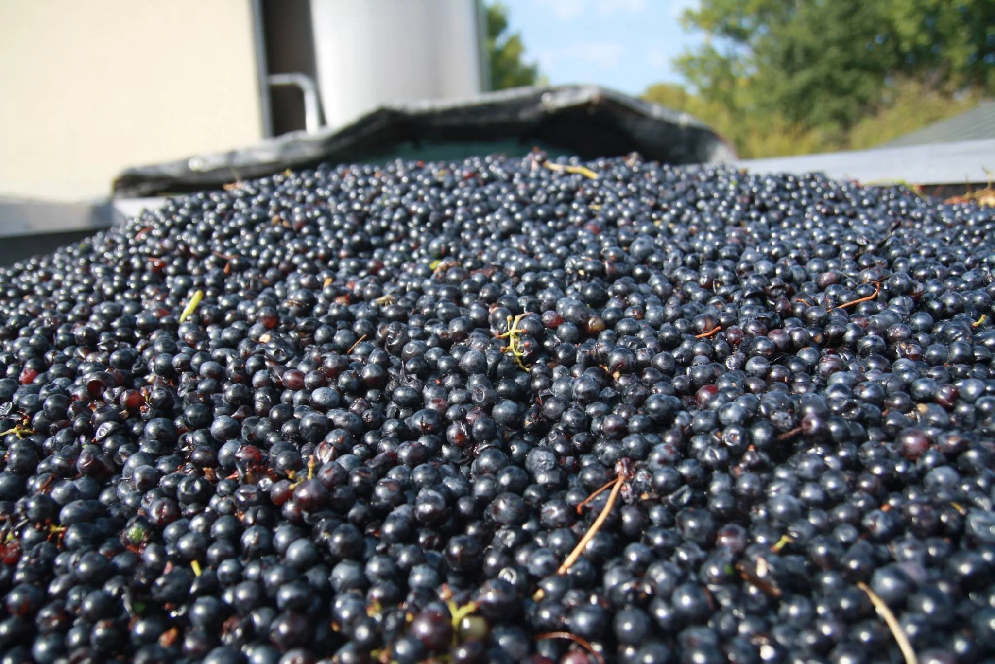 fredignac-grapes.jpg