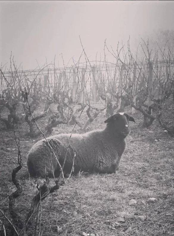 Mouton dans les vignes