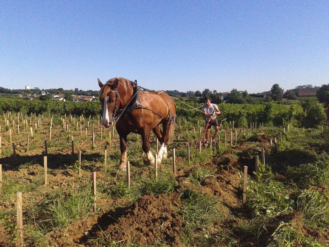 cheval3-barre.jpg