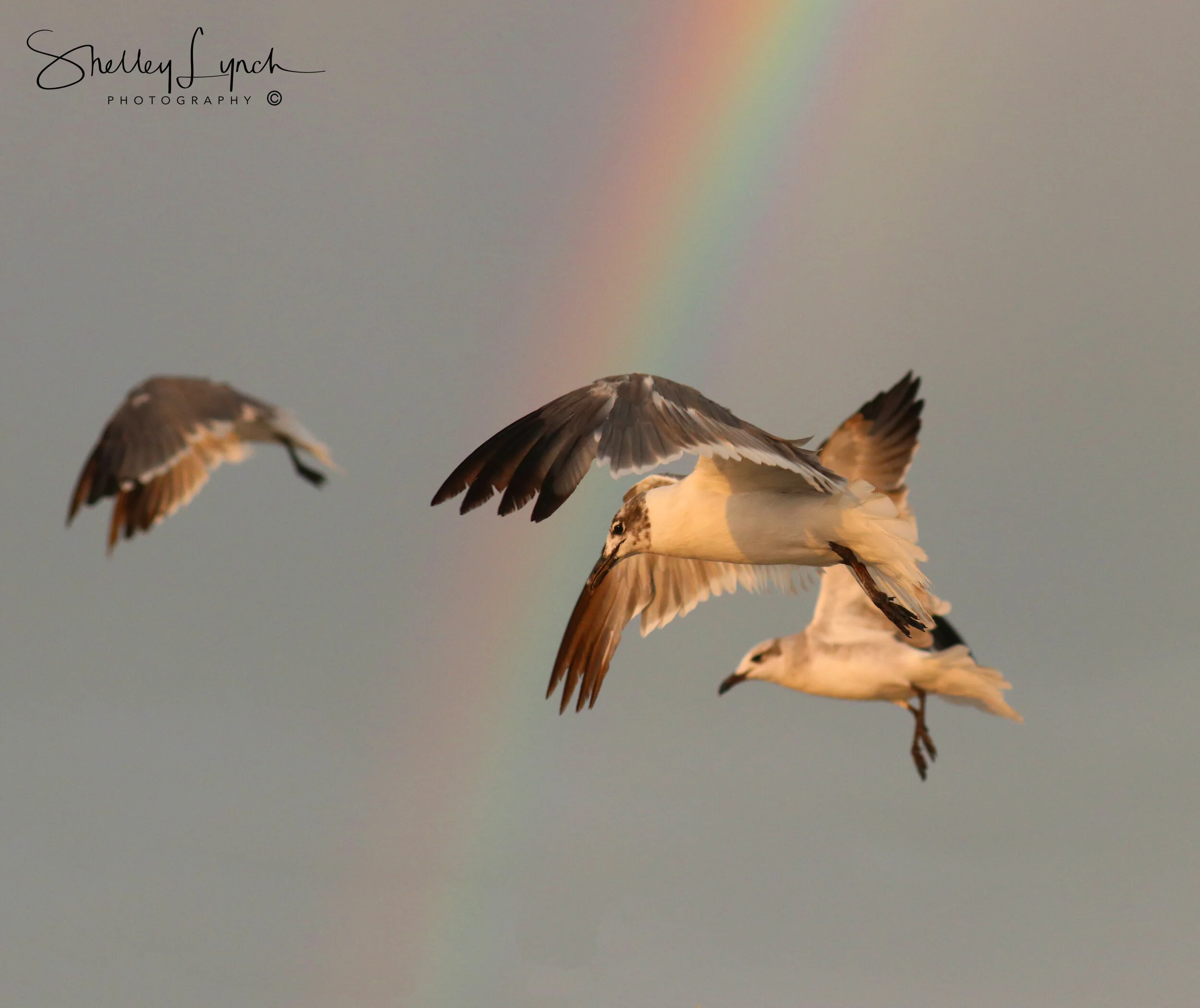 IMG_41453 copy.jpg