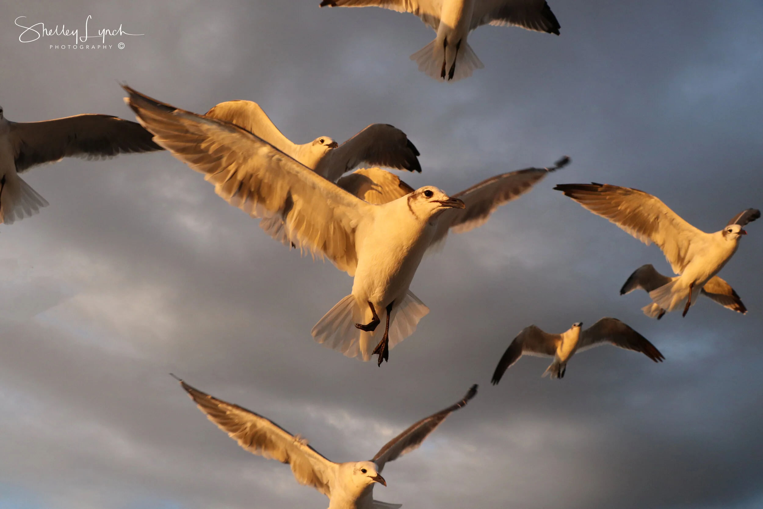 Hook the seagull and crew