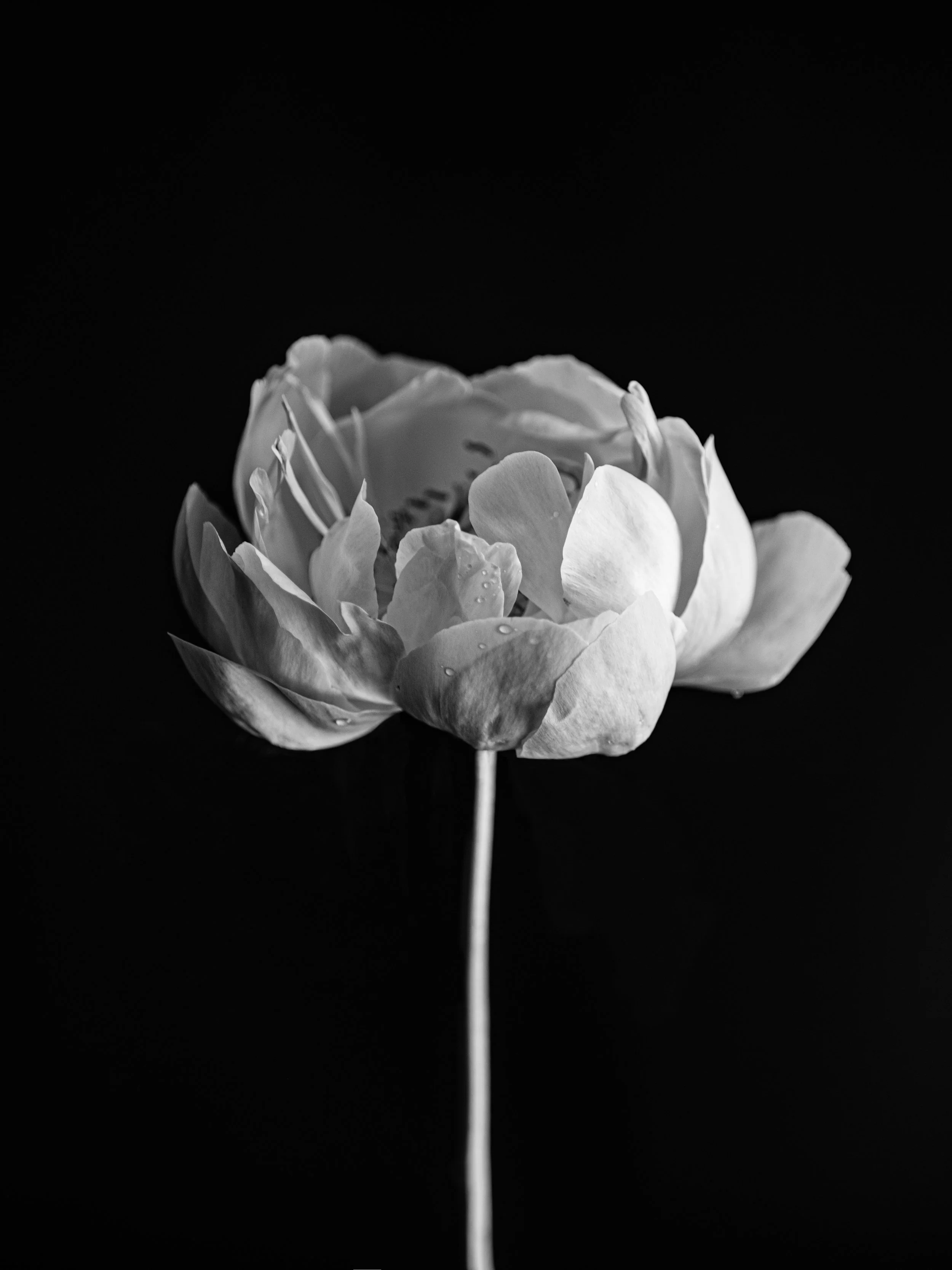 A black and white fine art photograph of a peony titled Dew Drop, from the Abloom collection by Christine Harris.