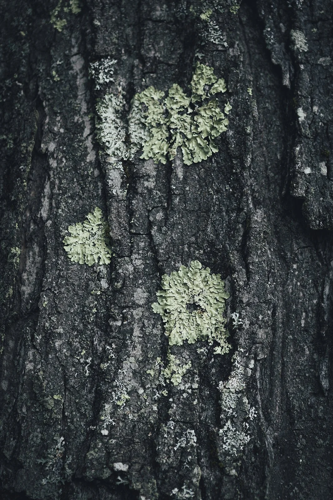 Lichen on the Trees at Tahilla Farm