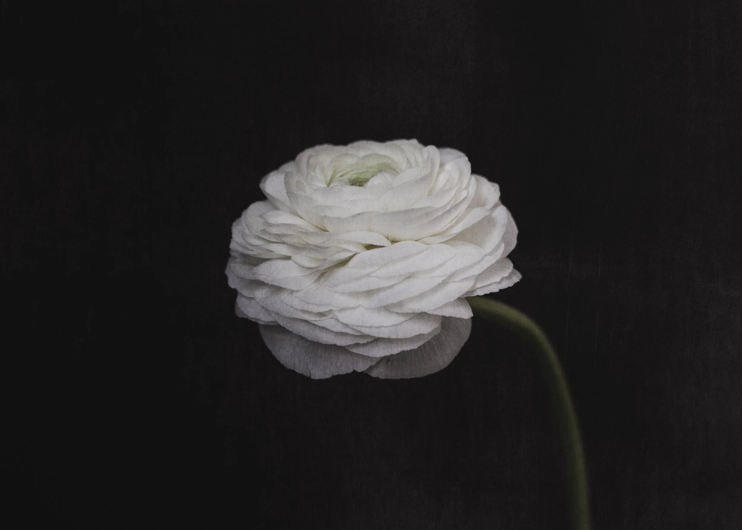 White Ranunculus Edited-2.jpg