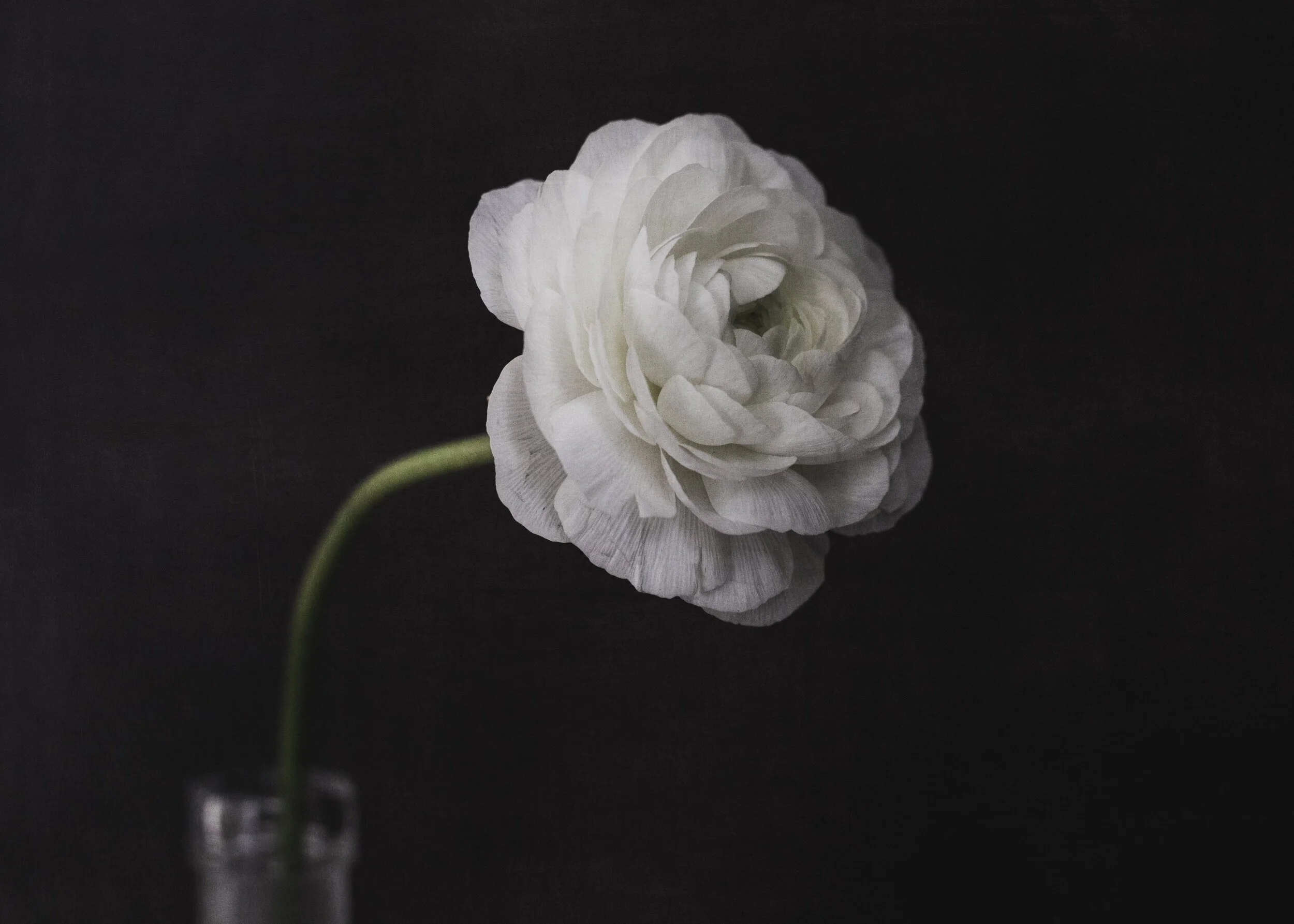 White+Ranunculus+Edited-5.jpg