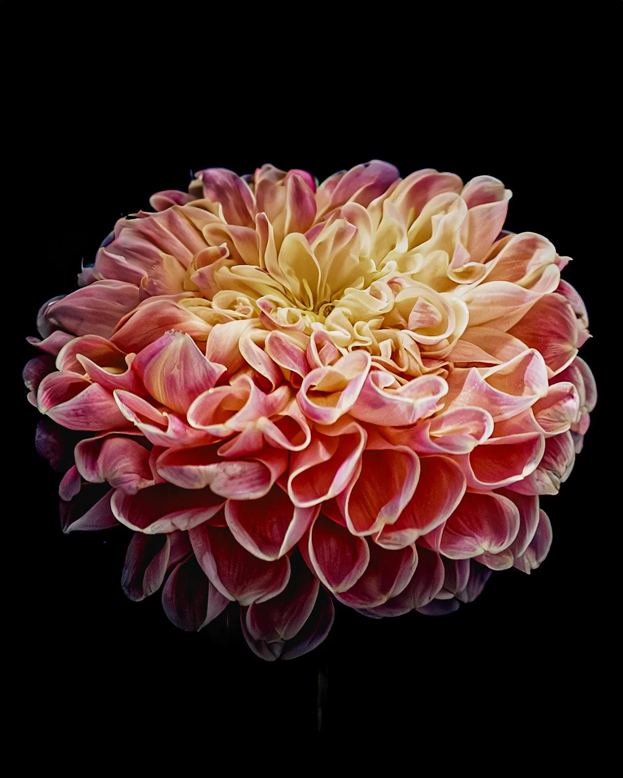 AUGUST_FLOWERS IN WATER CALENDAR_4x5.jpg