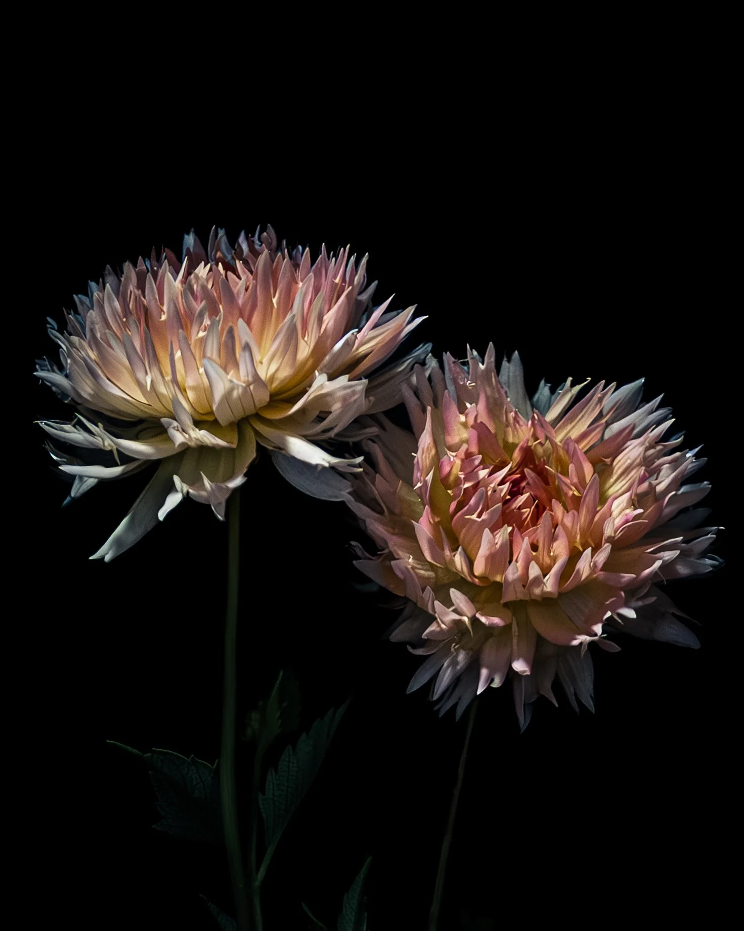 FEBRUARY_FLOWERS IN WATER CALENDAR_4x5.jpg