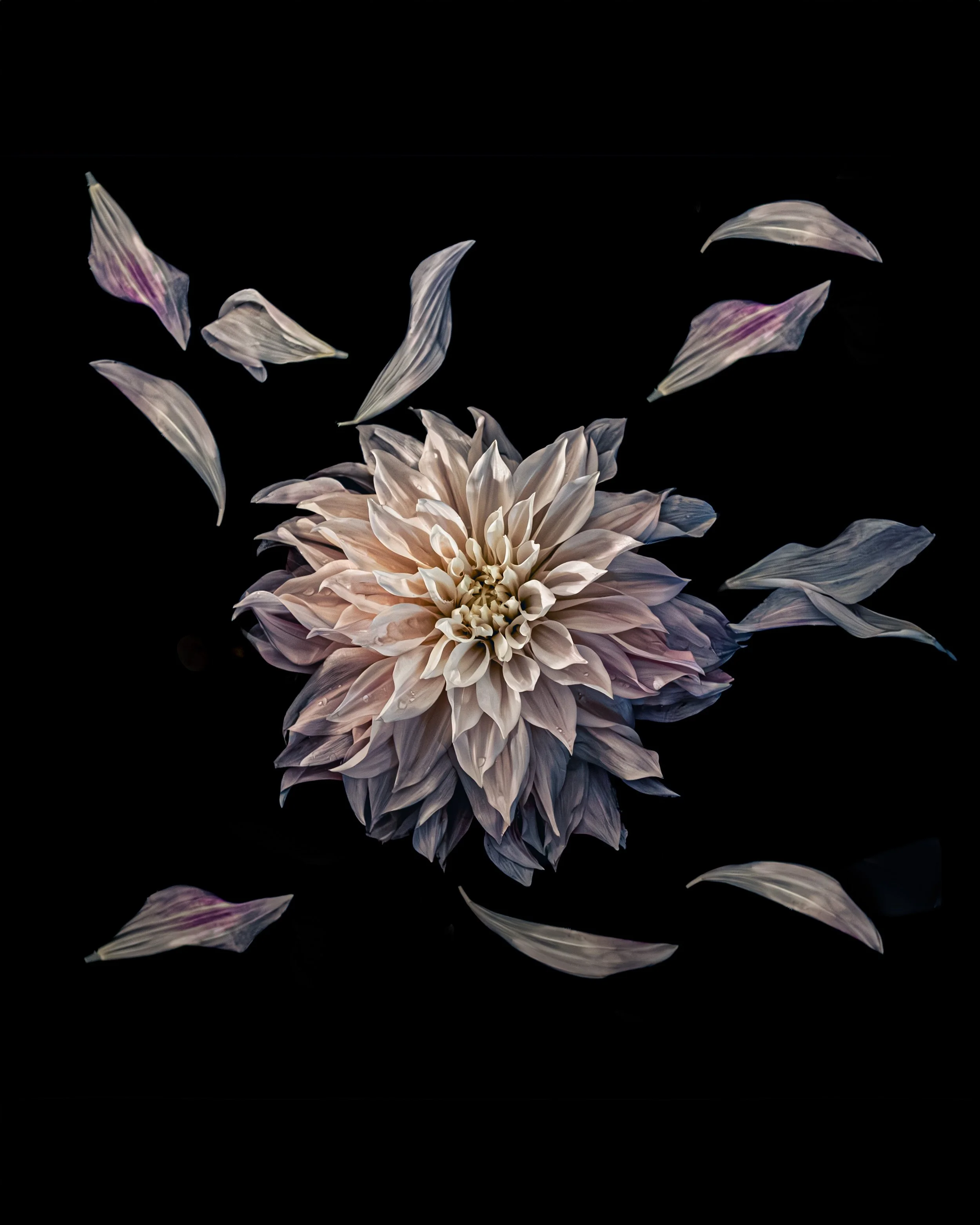 DECEMBER_FLOWERS IN WATER CALENDAR_4x5.jpg