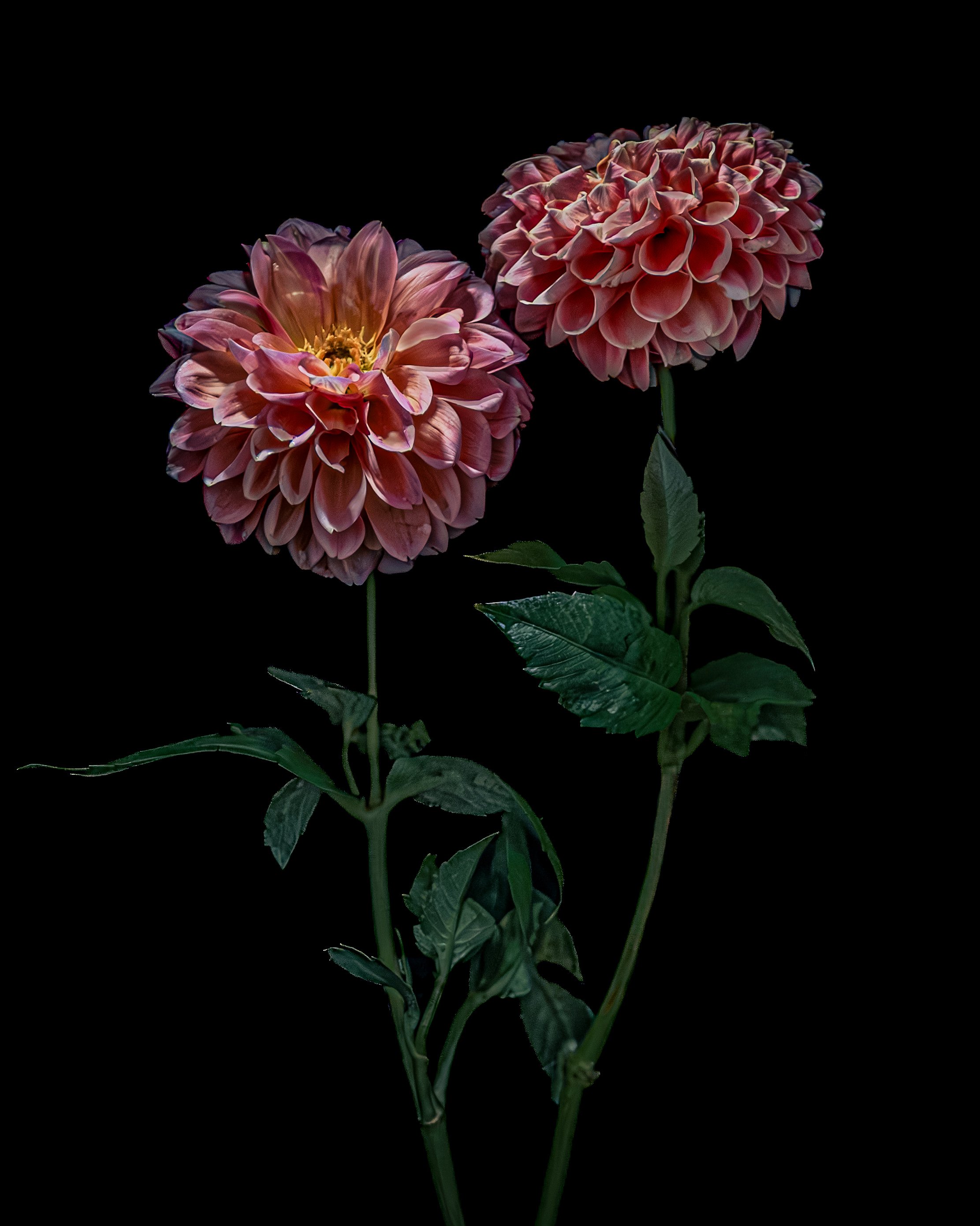 FLOWERS IN WATER CALENDAR_4x5-5.jpg