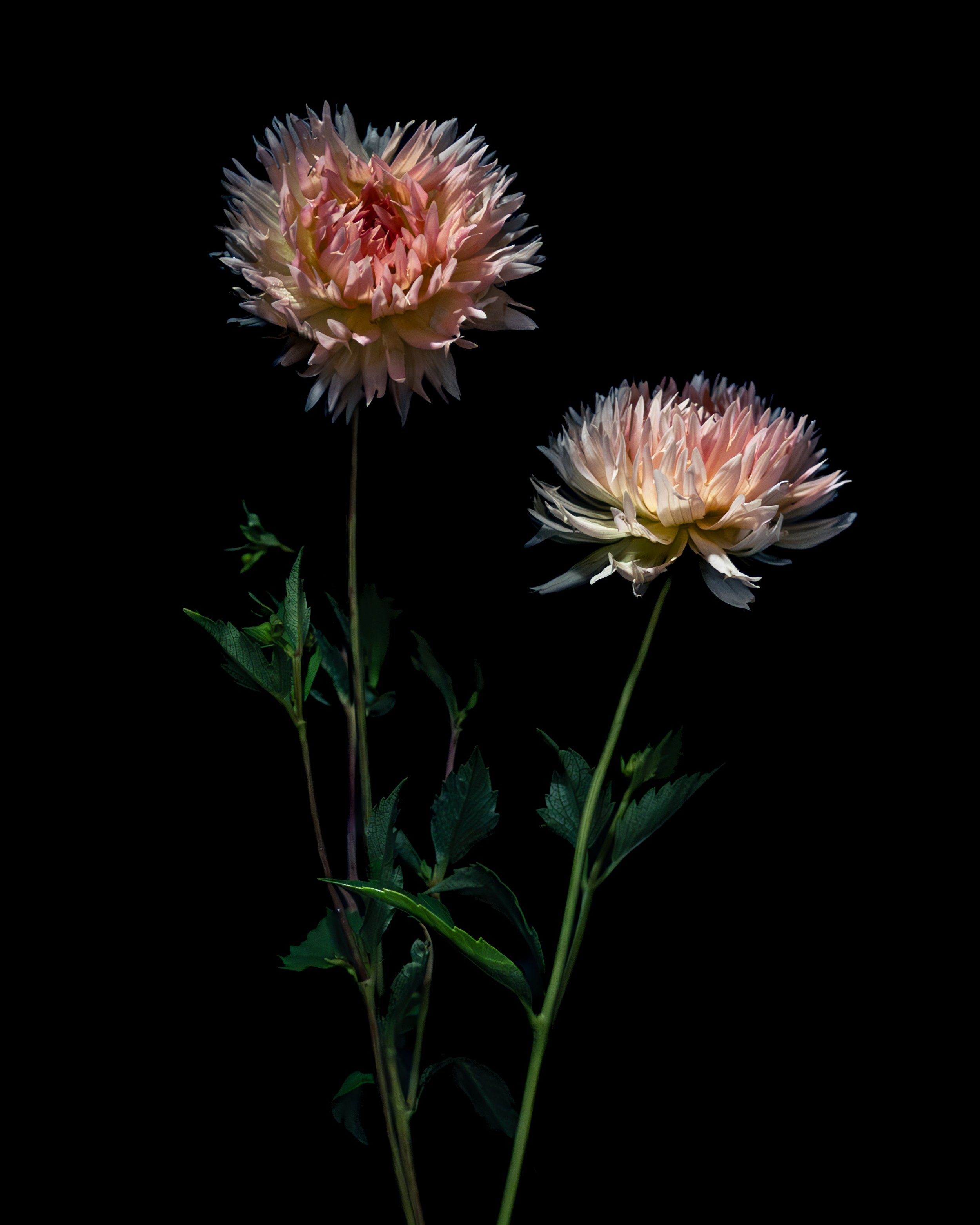 NOVEMBER_FLOWERS IN WATER CALENDAR_4x5.jpg