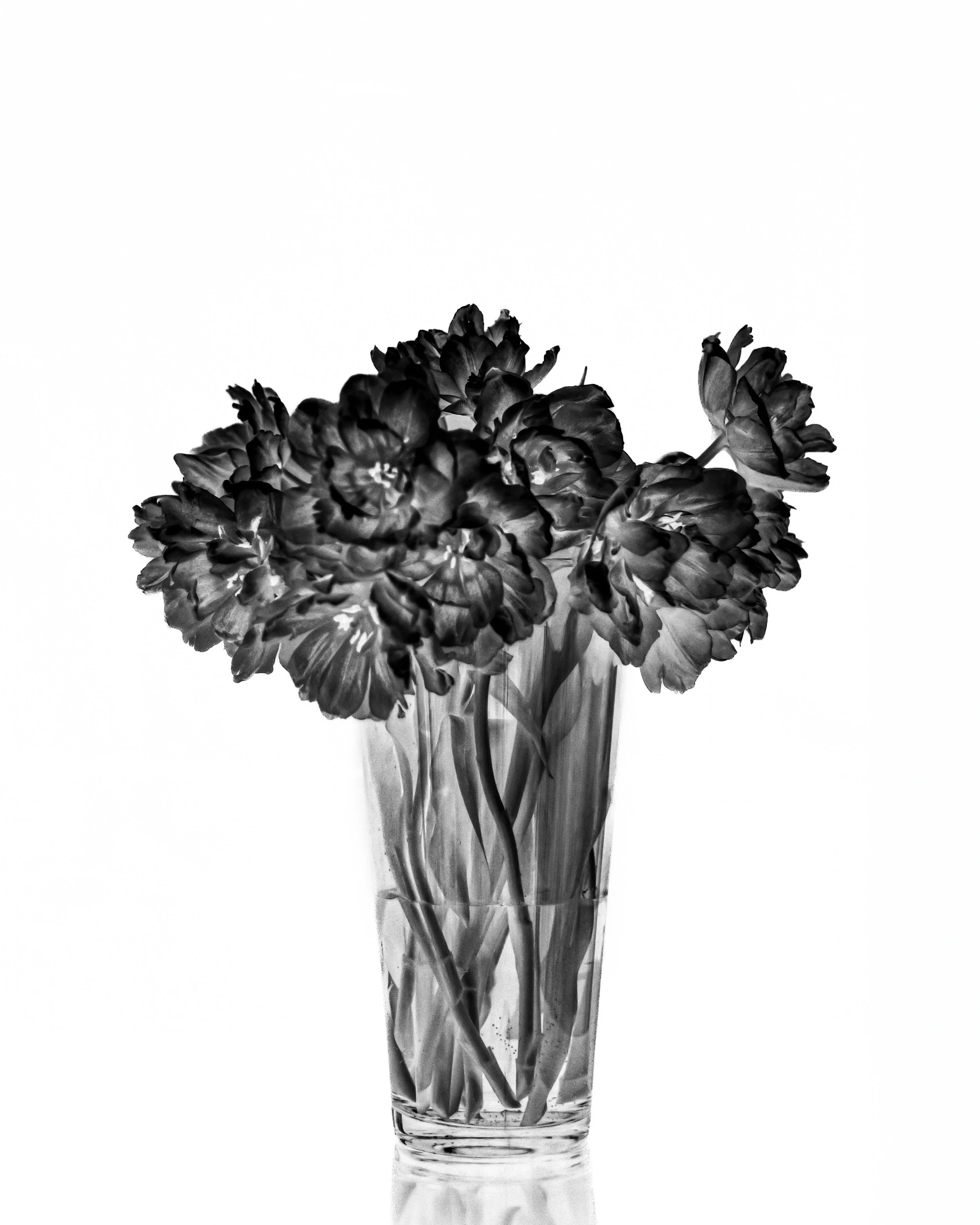 CONTRARY PETALS_WEB RES_8X10-2.jpg