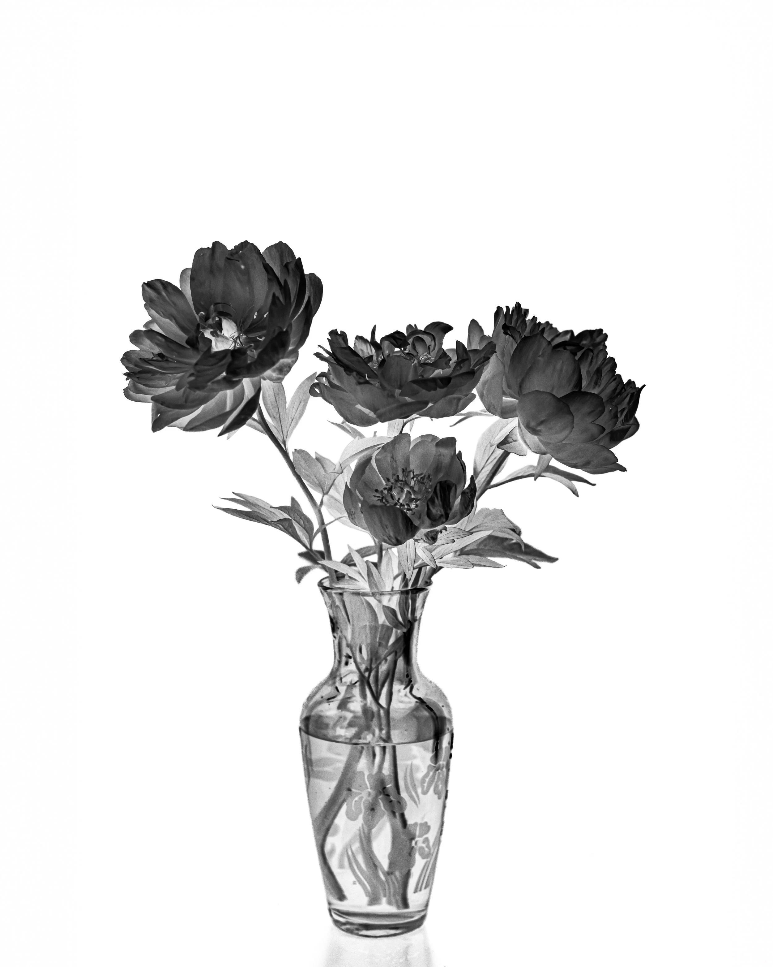 CONTRARY PETALS_WEB RES_8X10-3.jpg