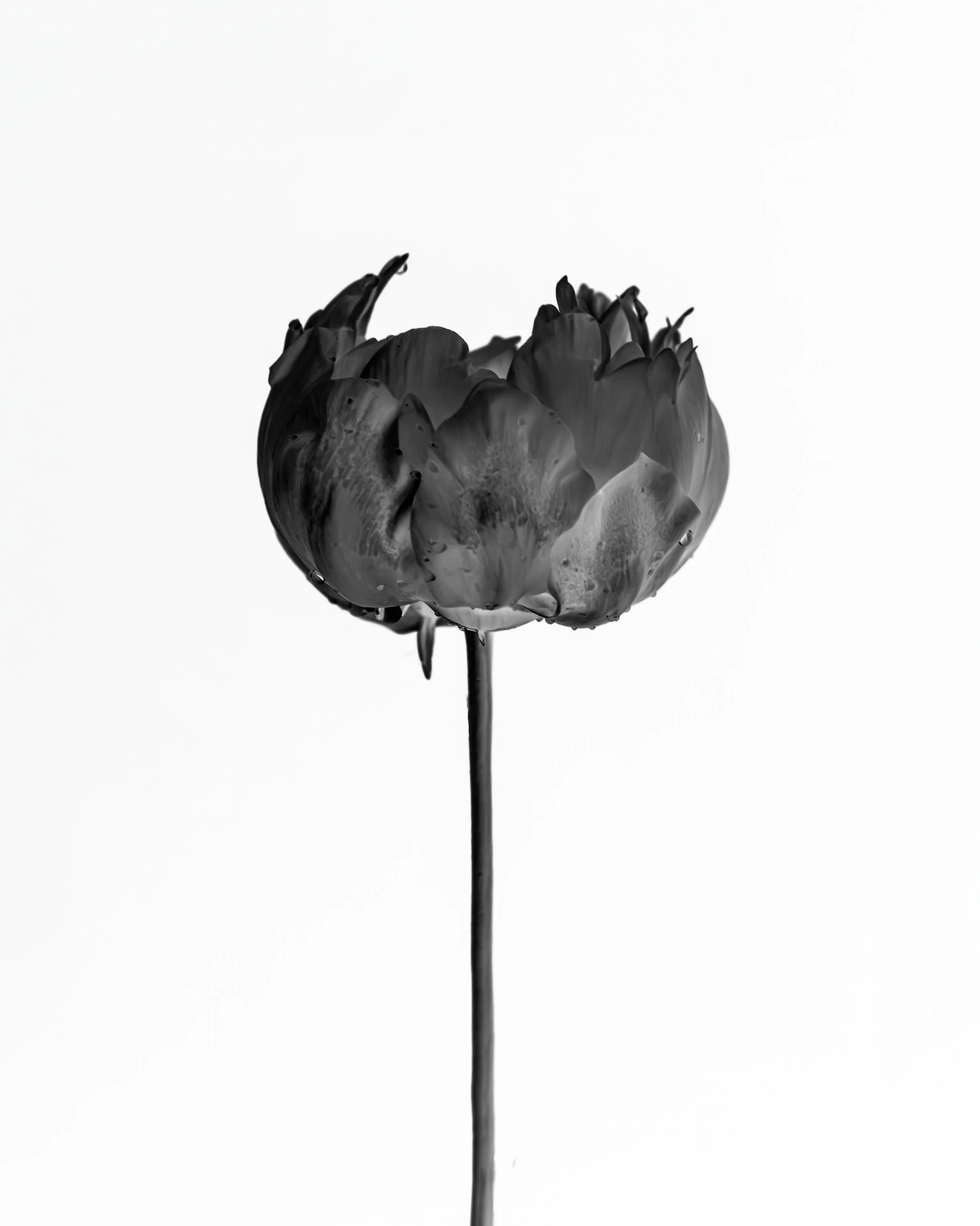 CONTRARY PETALS_WEB RES_8X10-7.jpg