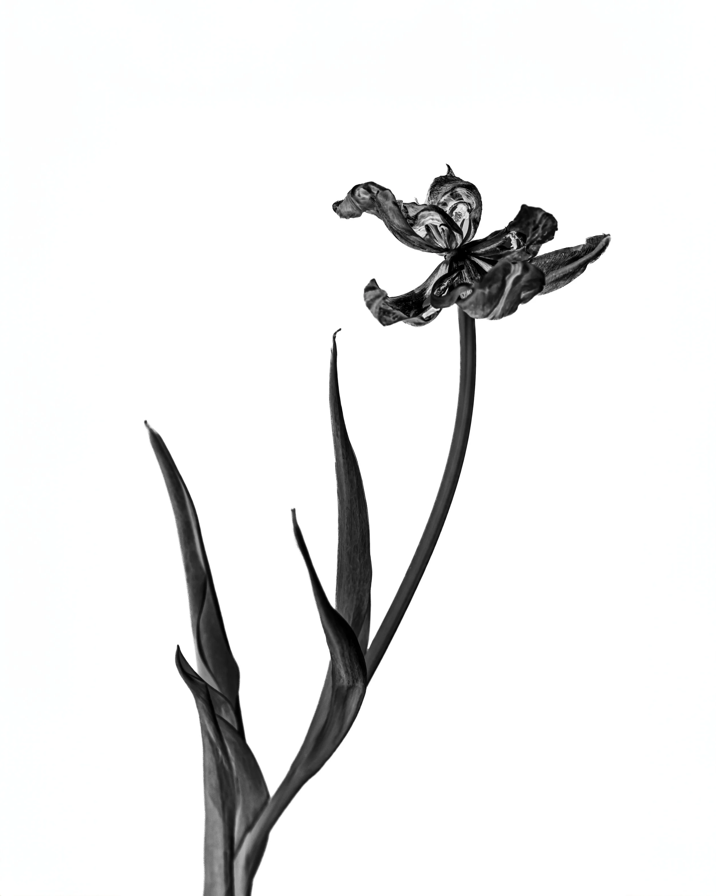 CONTRARY PETALS_WEB RES_8X10.jpg