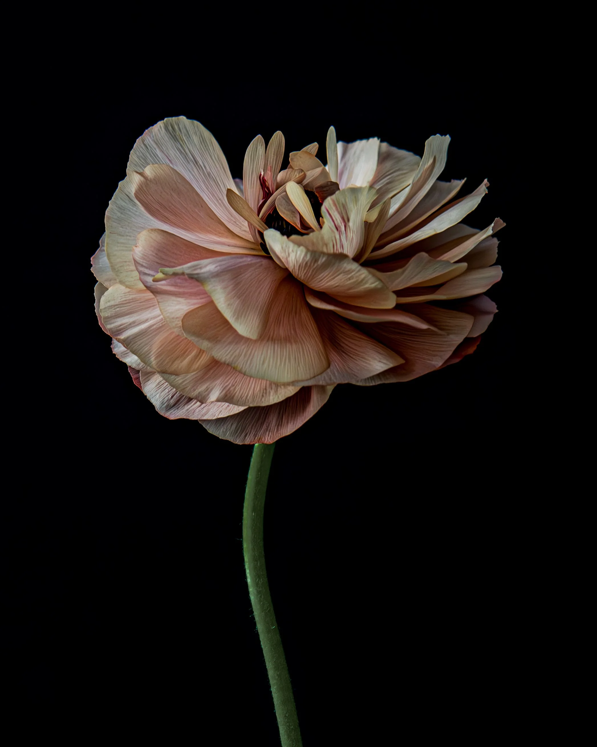 Fiori_Angelina_High res 4x5.jpg