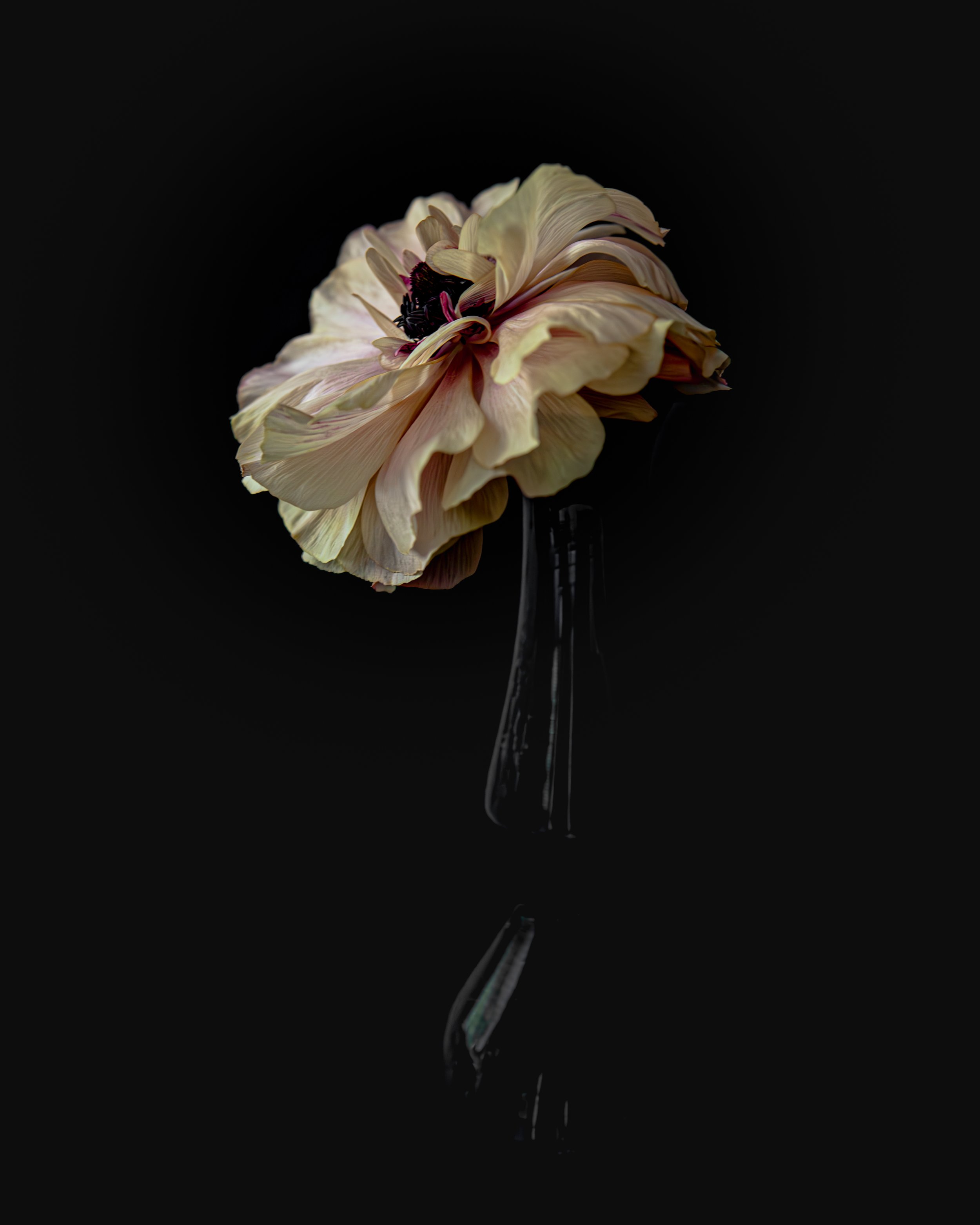 Fiori_Celestina_High res 4x5.jpg