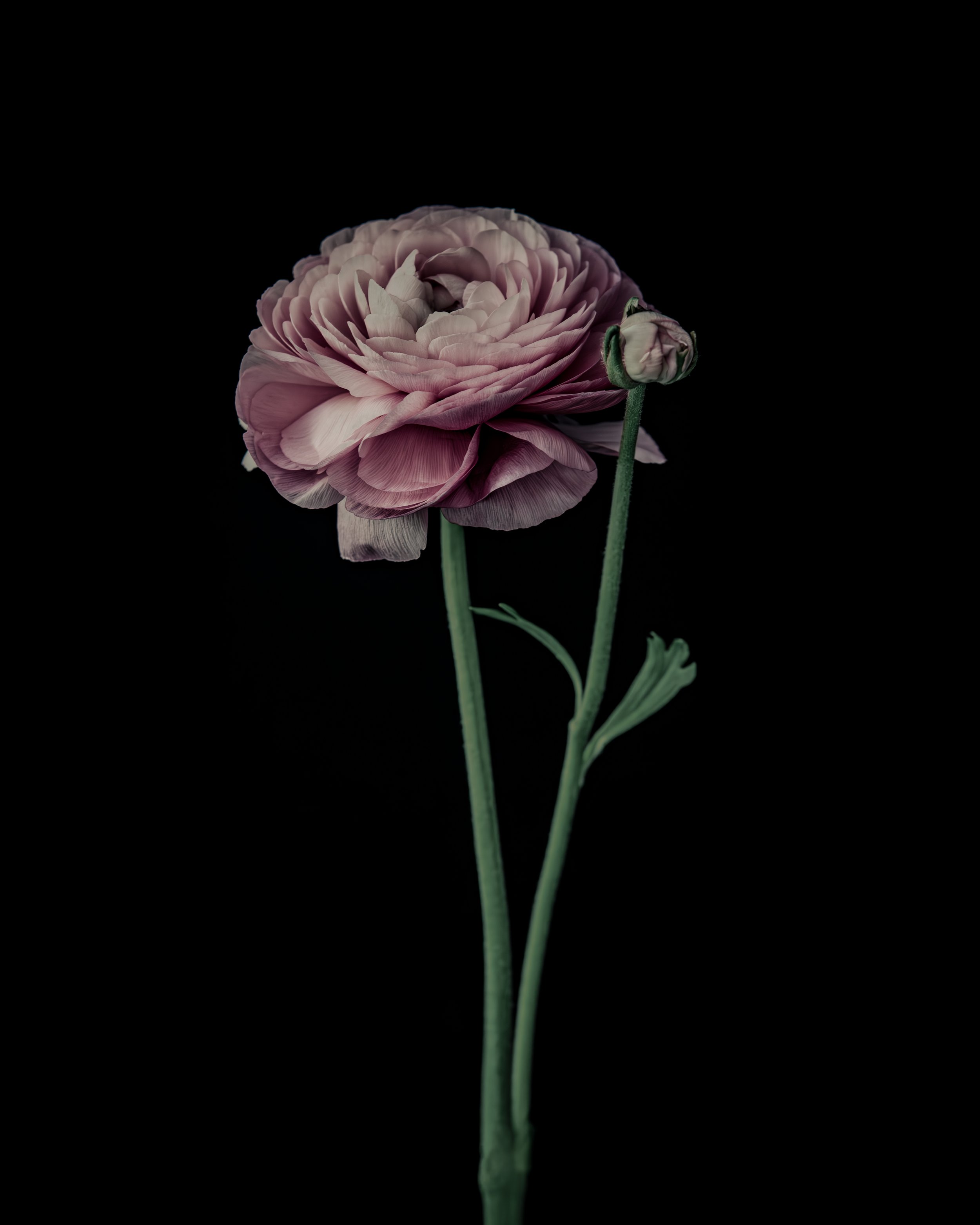 Fiori_Rosie_High res 4x5.jpg