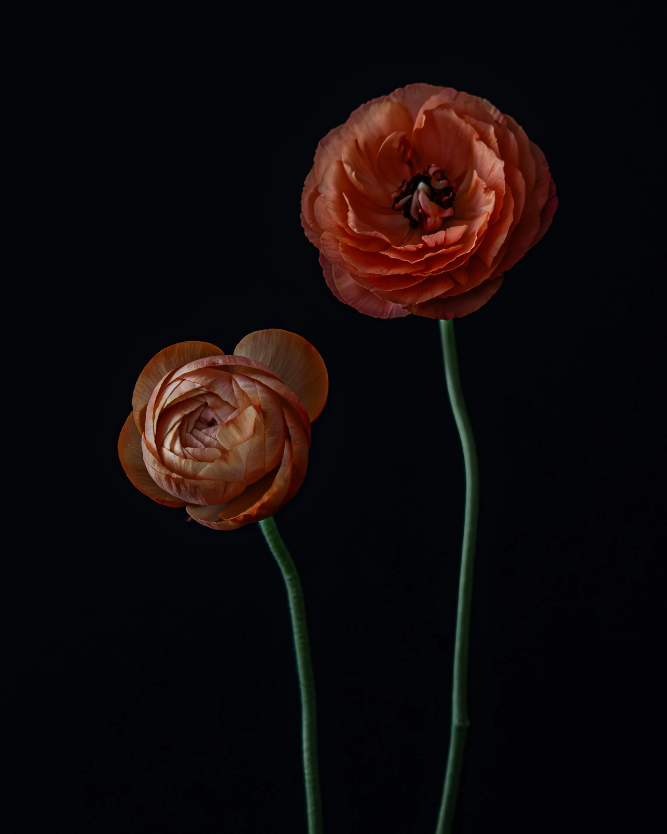 Fiori_Sorelle_High res 4x5.jpg