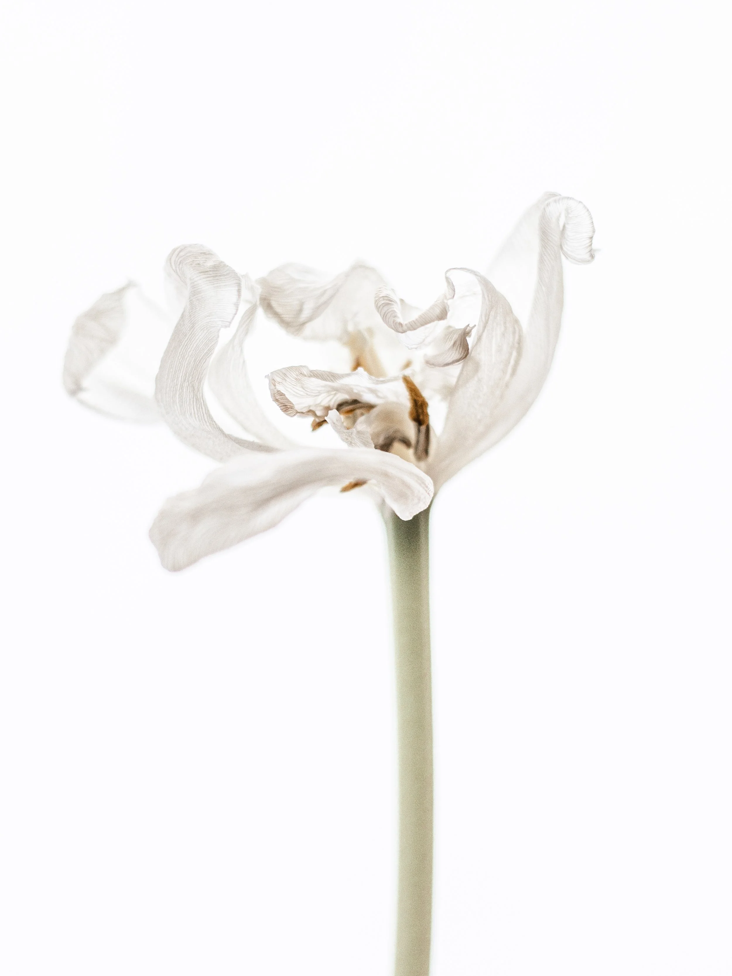 Abloom Finals-13.jpg