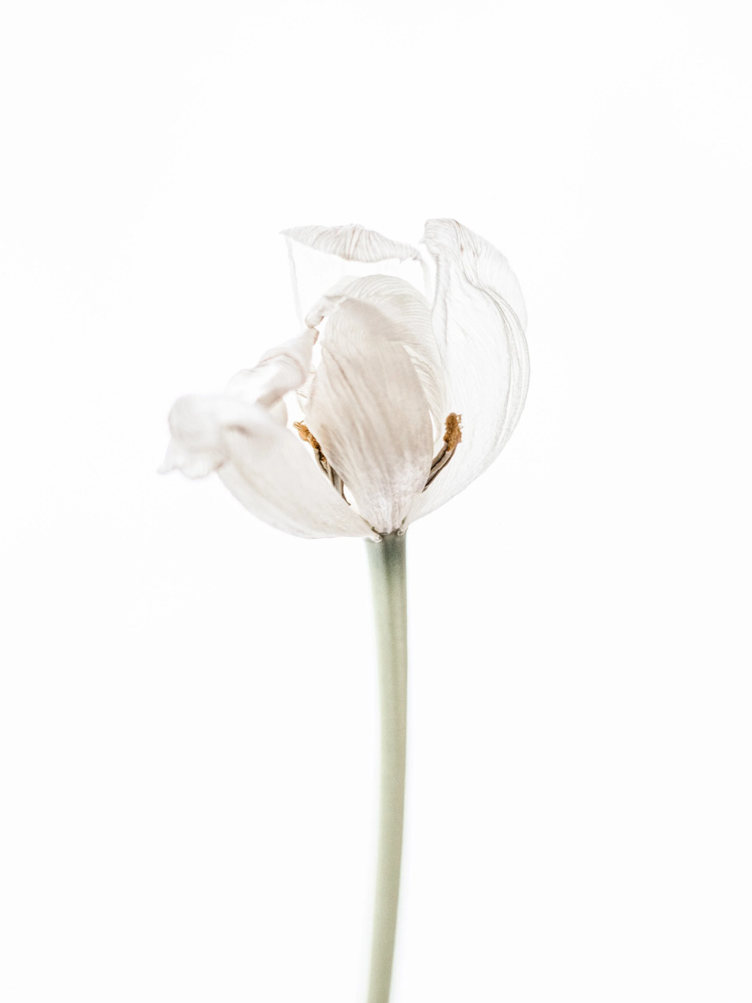 Abloom Finals-14.jpg