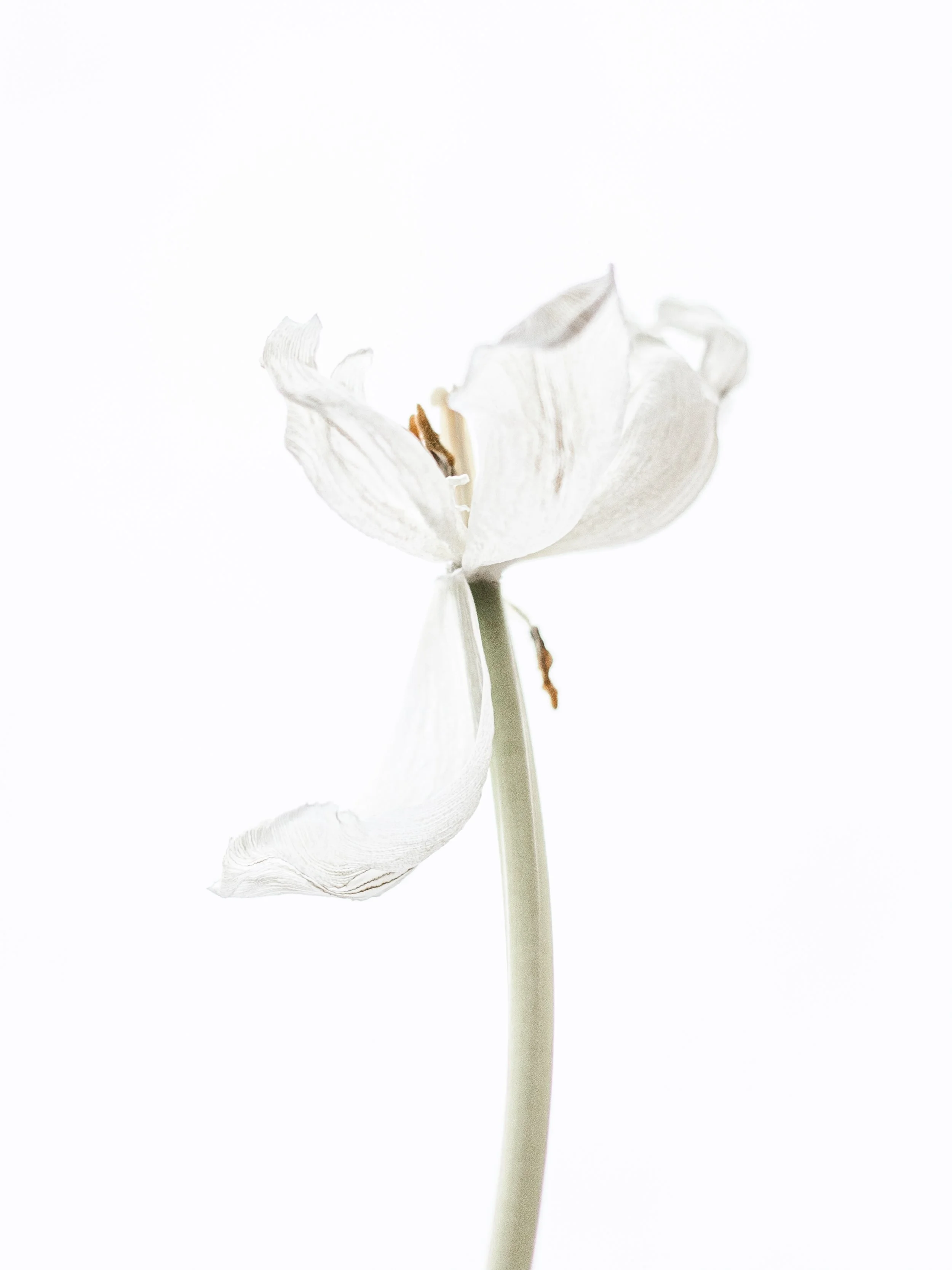 Abloom Finals-15.jpg