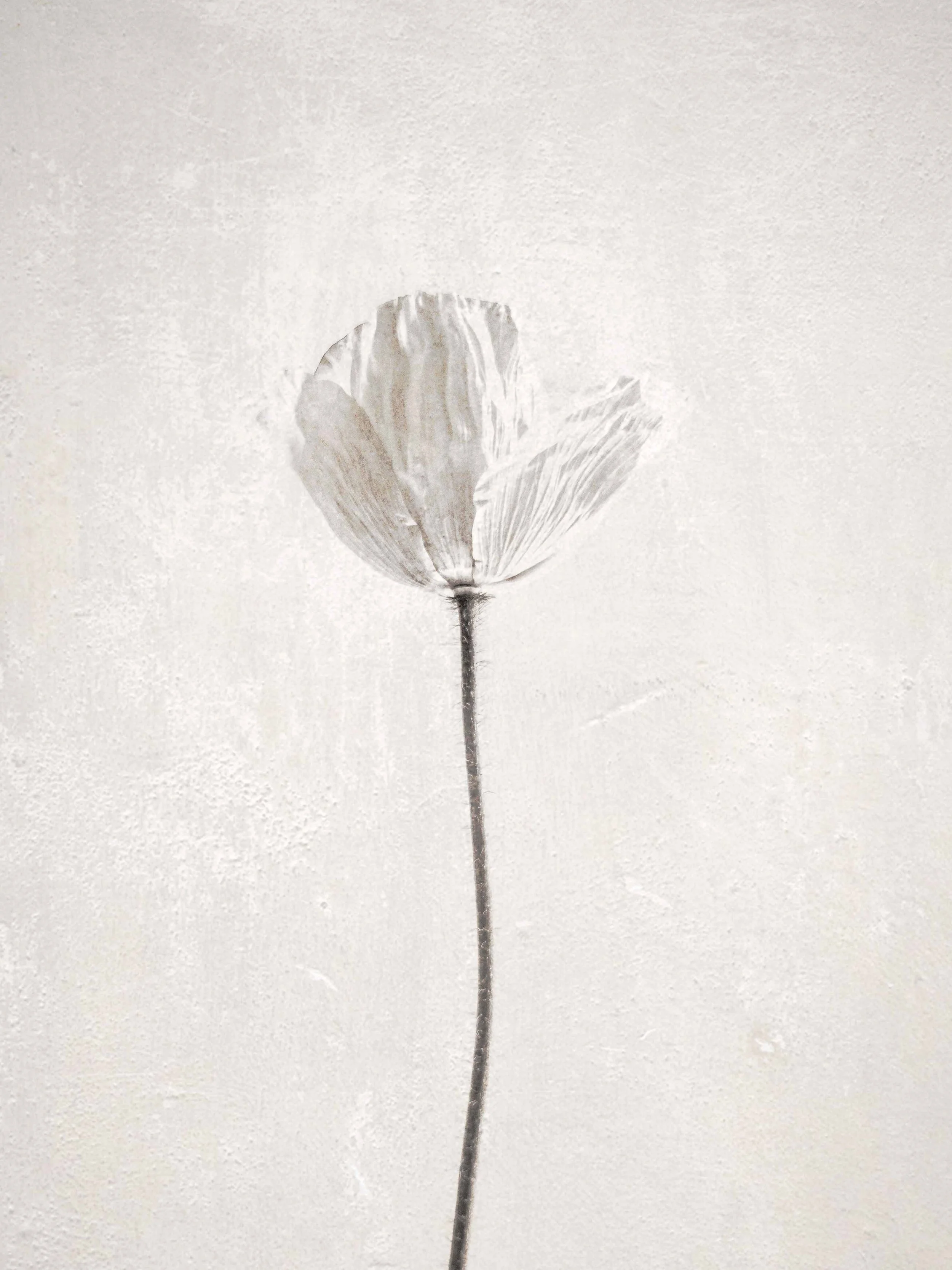 Abloom Finals-18.jpg