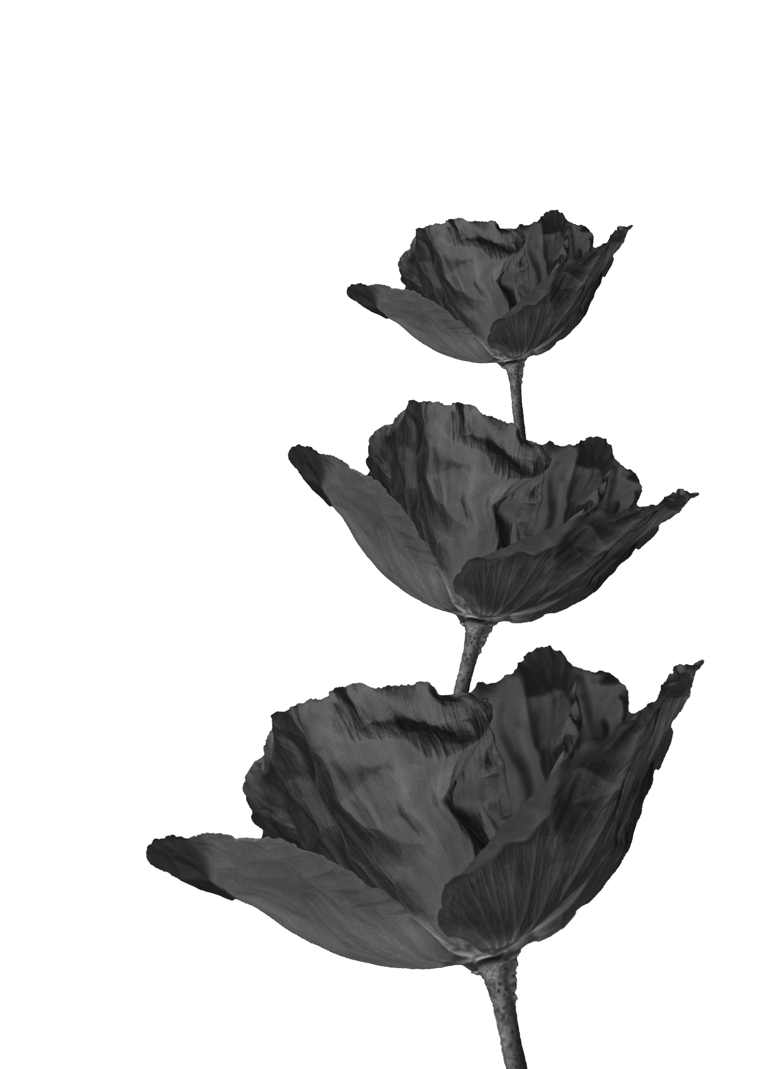 CONTRARY PETALS_POPPY 5X7 2.jpg