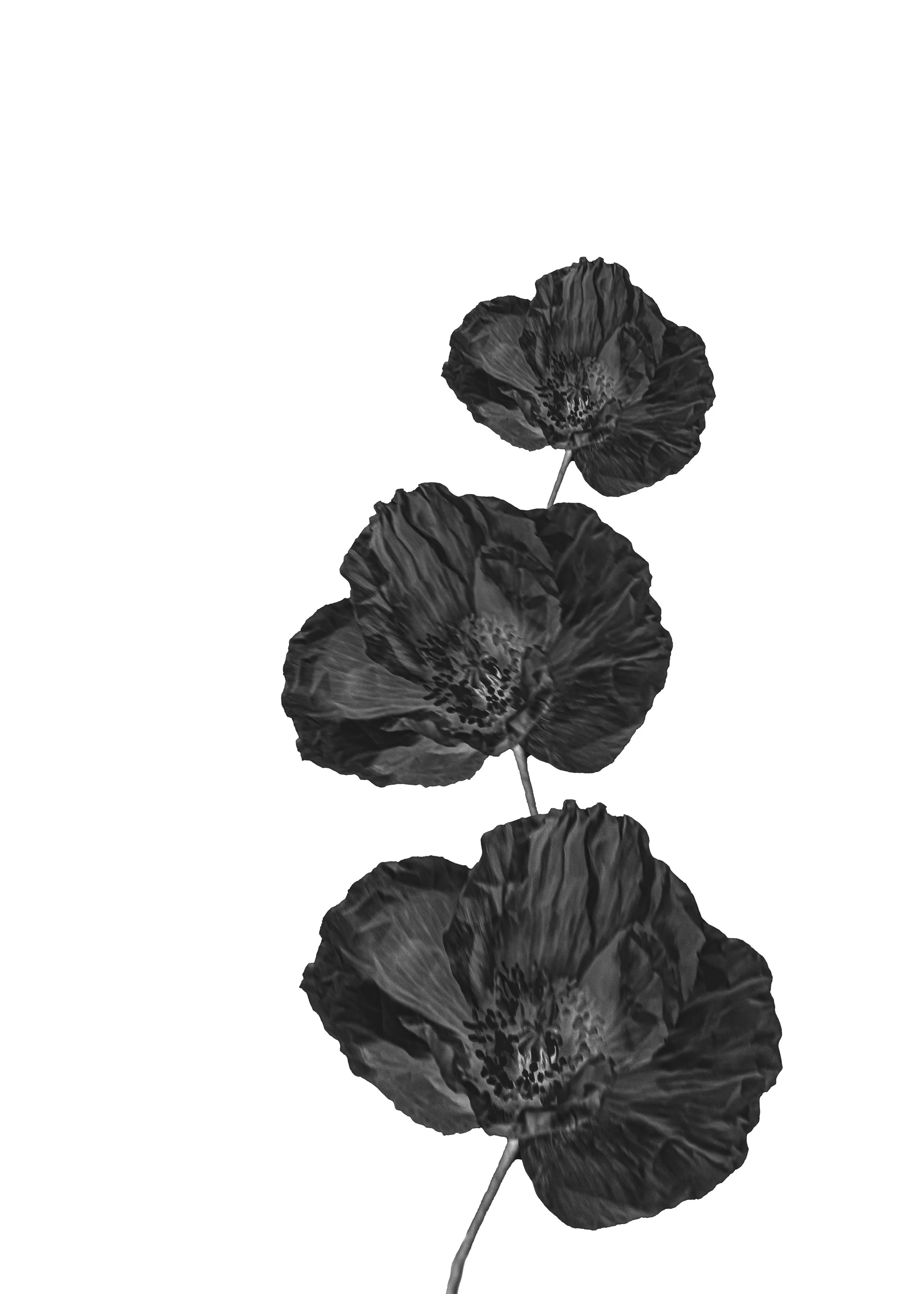 CONTRARY PETALS_POPPY 5X7.jpg