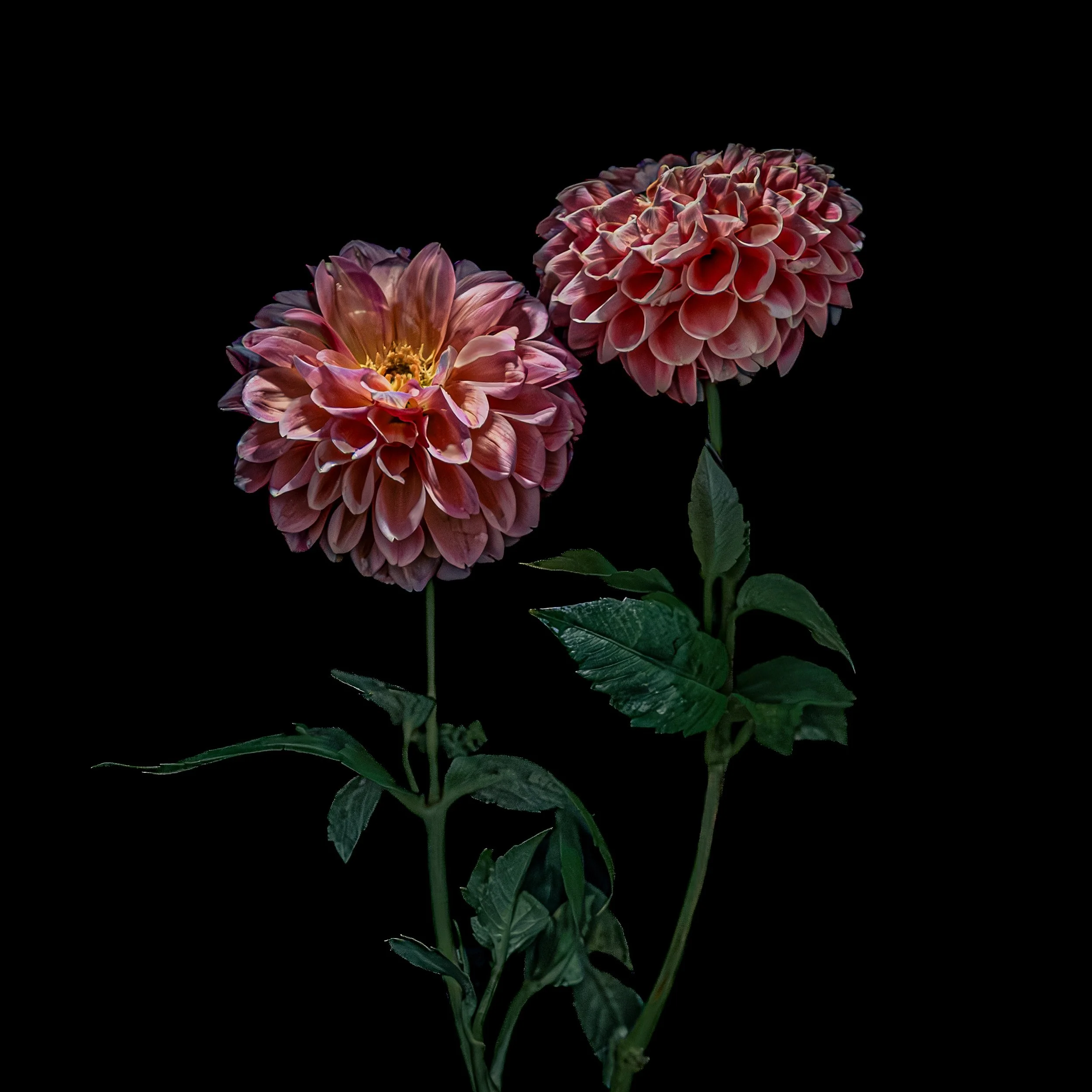 MARCH_FLOWERS IN WATER CALENDAR-6.jpg