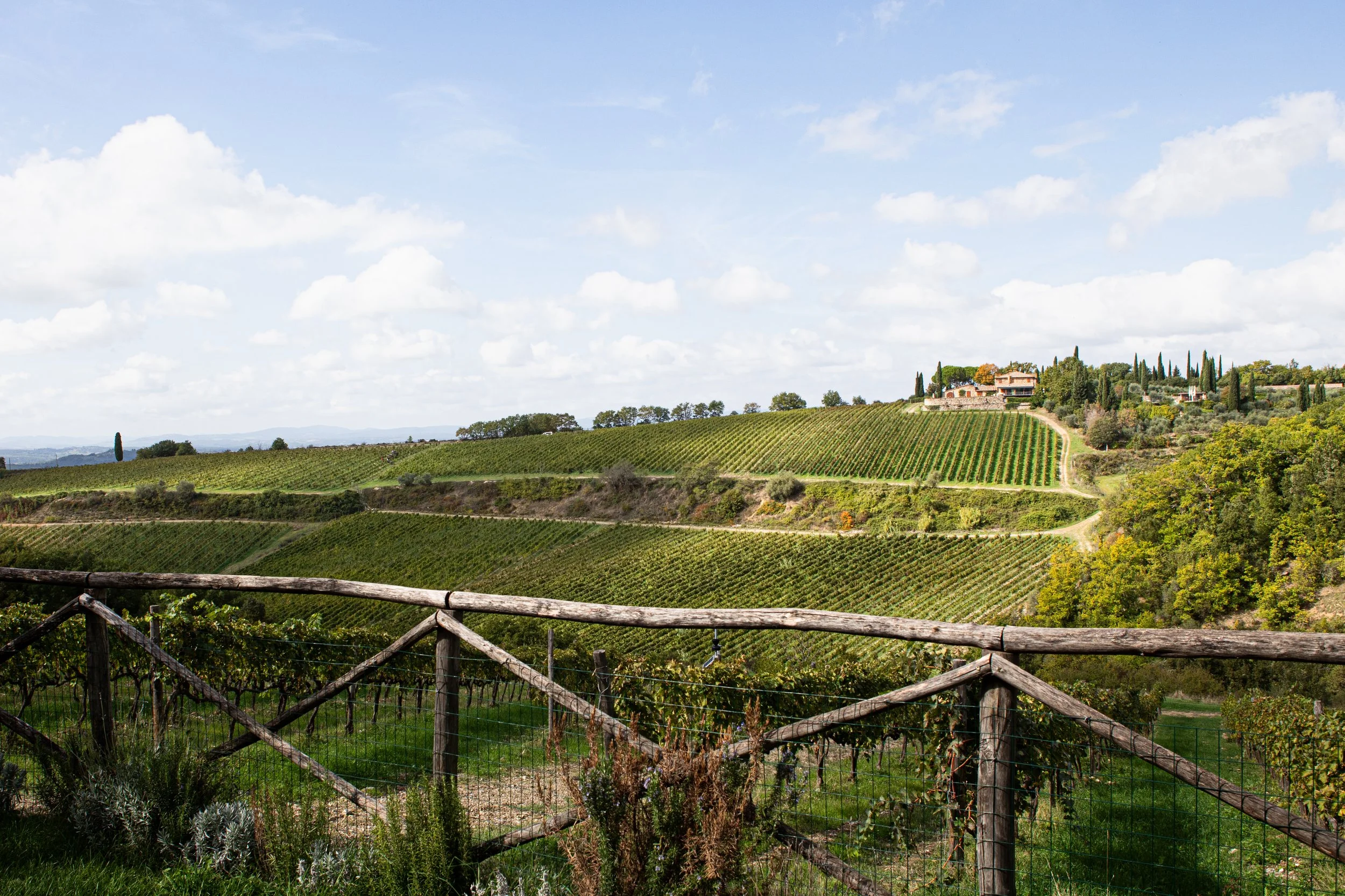 Vineyard rows at Ipsus winery in Chianti, Tuscany. Photography by Christine Harris.