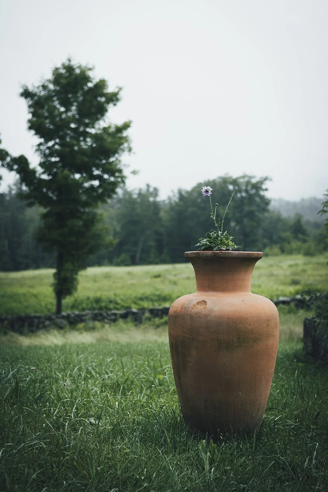 Summer Garden at Tahilla Farm