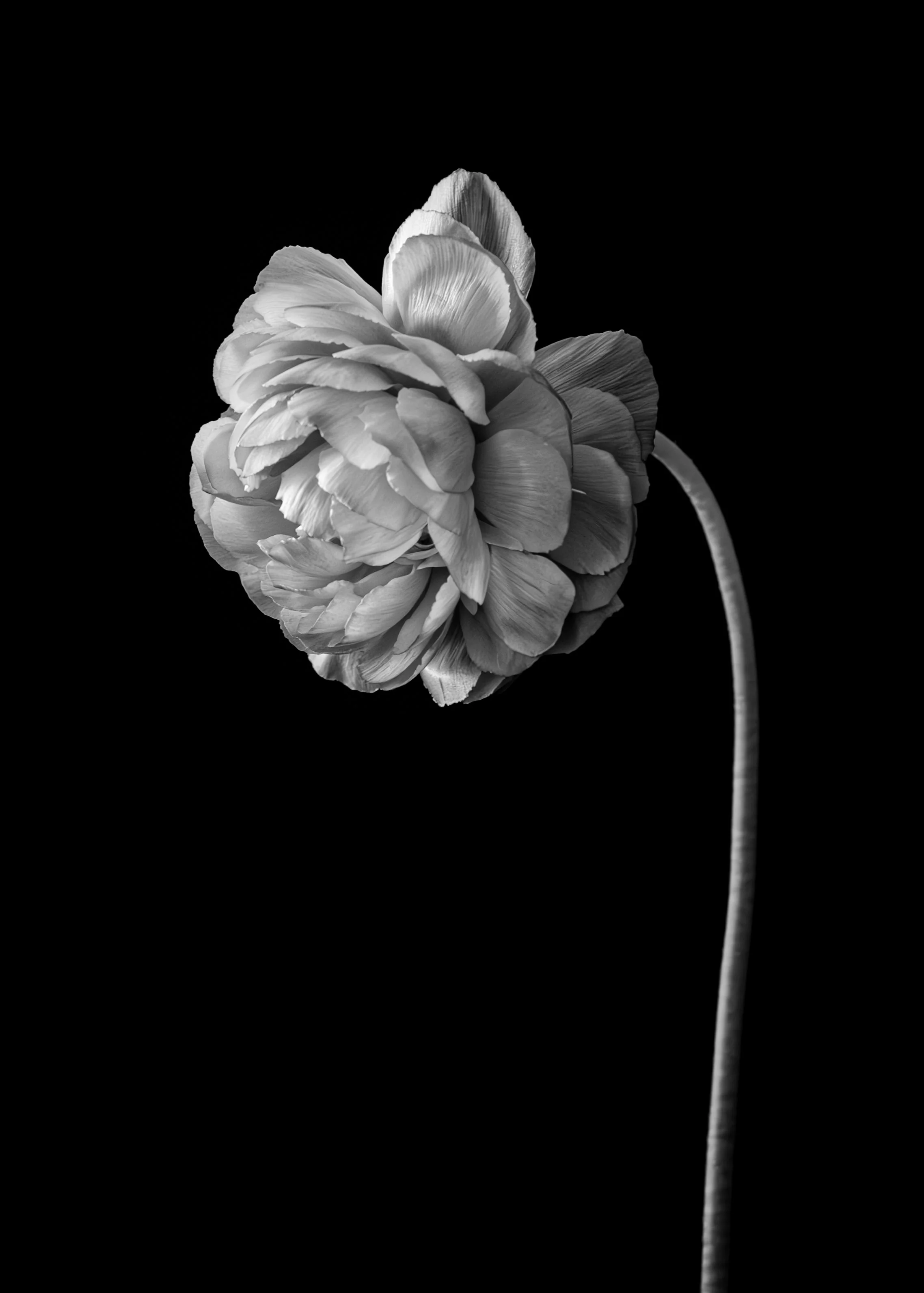 B&W FLOWER 5X7.jpg