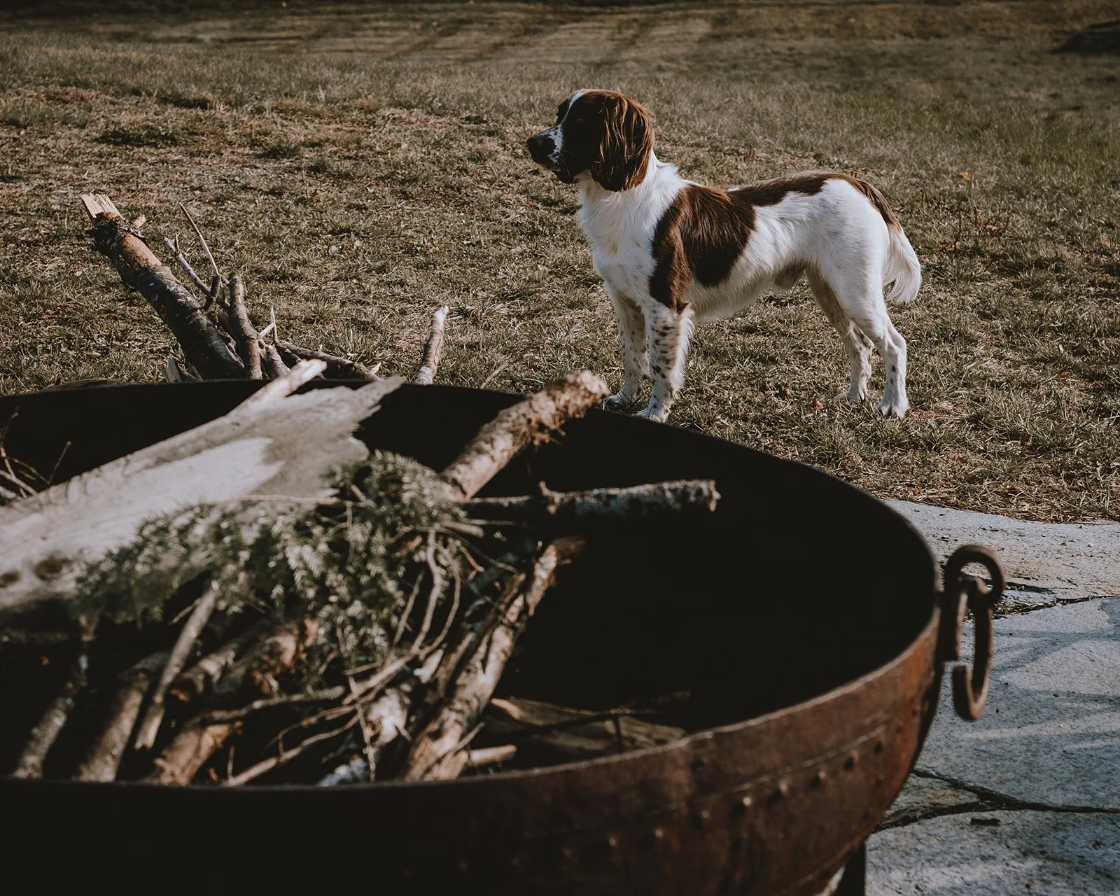 Tawni, the dog at Tahilla Farm, standing by the fire pit on an autumn day in Peterborough, New Hampshire
