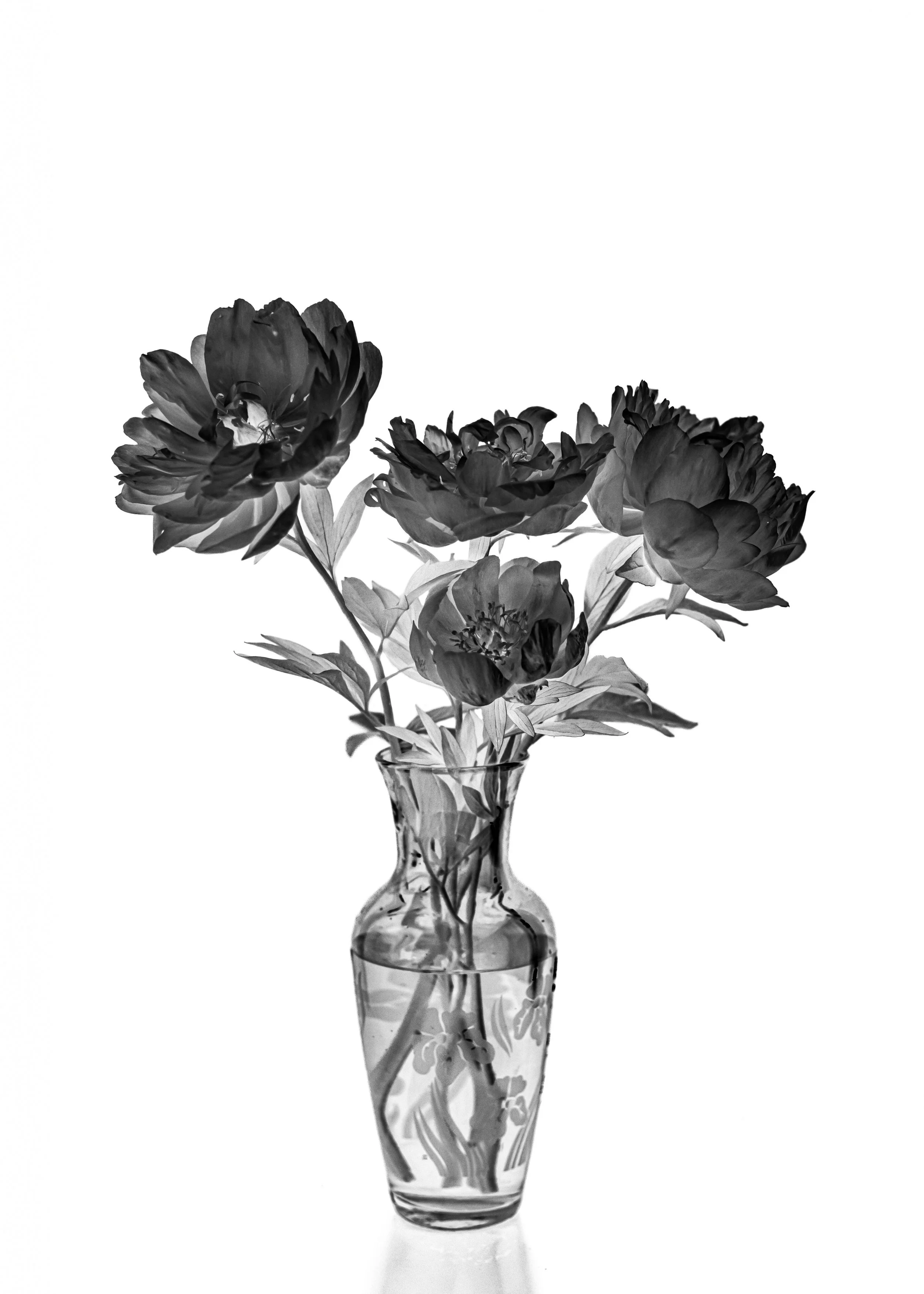 CONTRARY PETALS 5X7_HIGH RES-3.jpg
