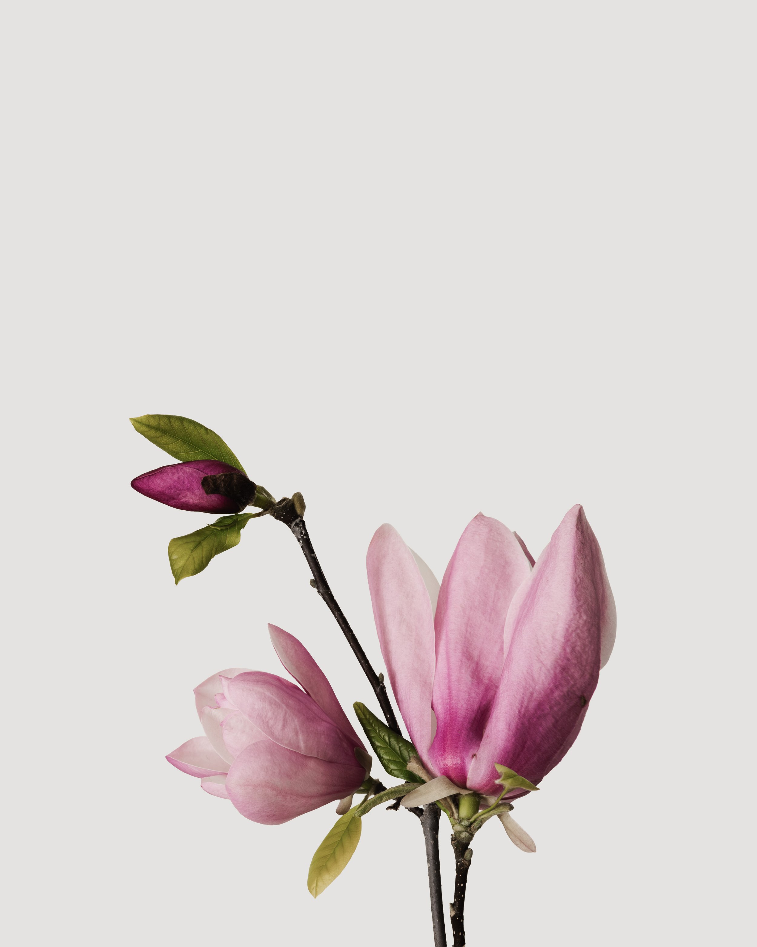 GU3A6537-Magnolias.jpg