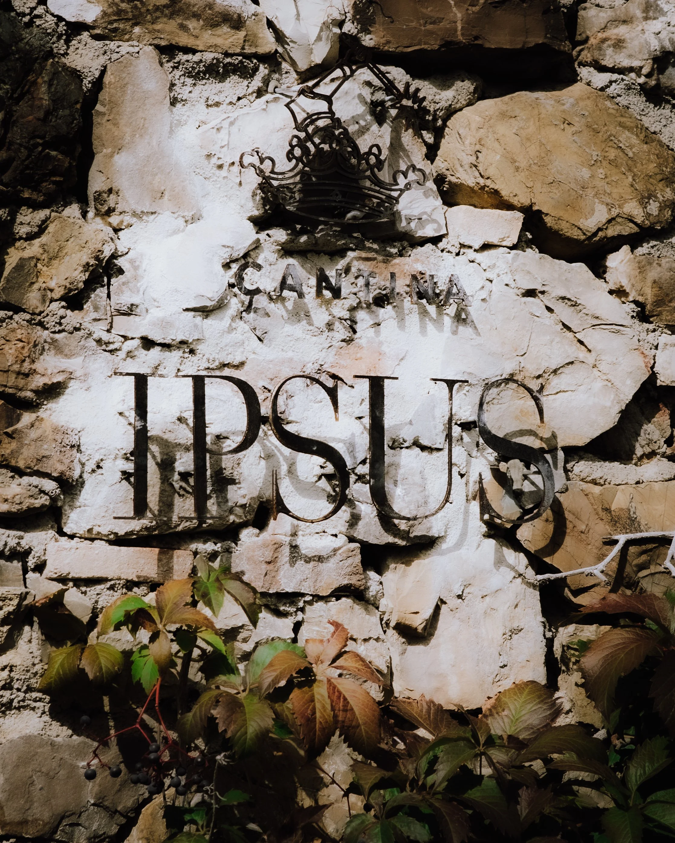 Ipsus