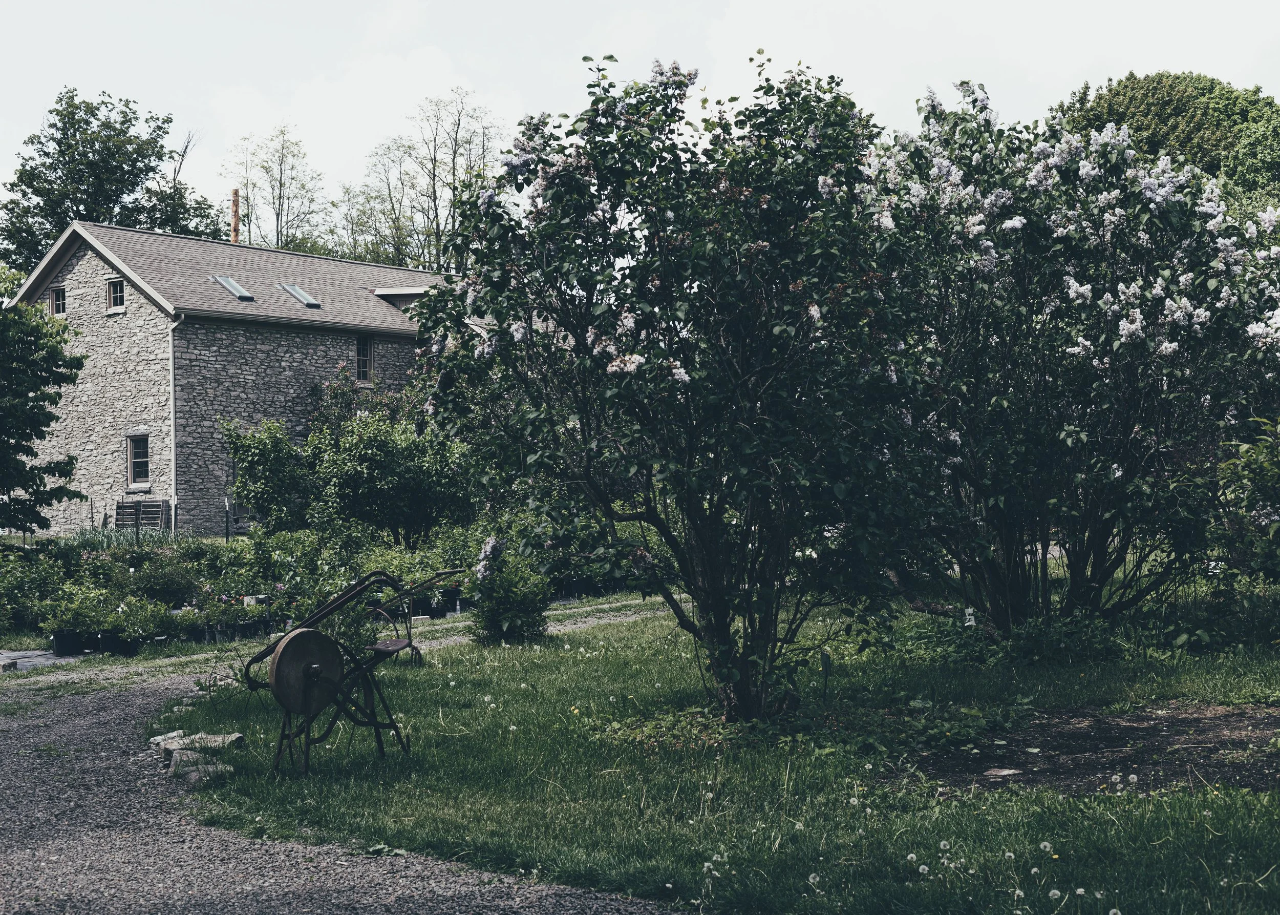 Cherry Valley Lilac Farm-Christine Harris-2.jpg