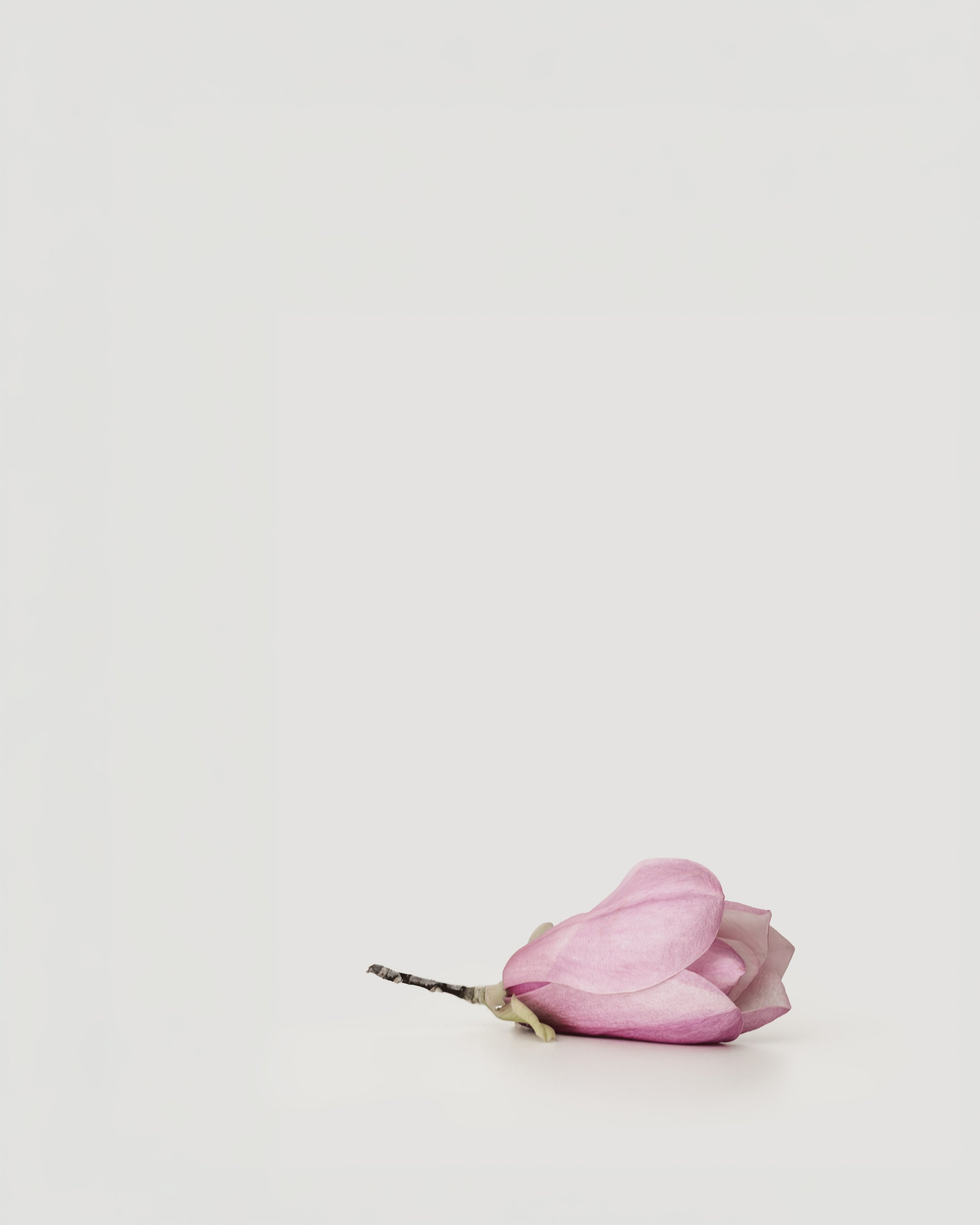 GU3A6516-Magnolia.jpg