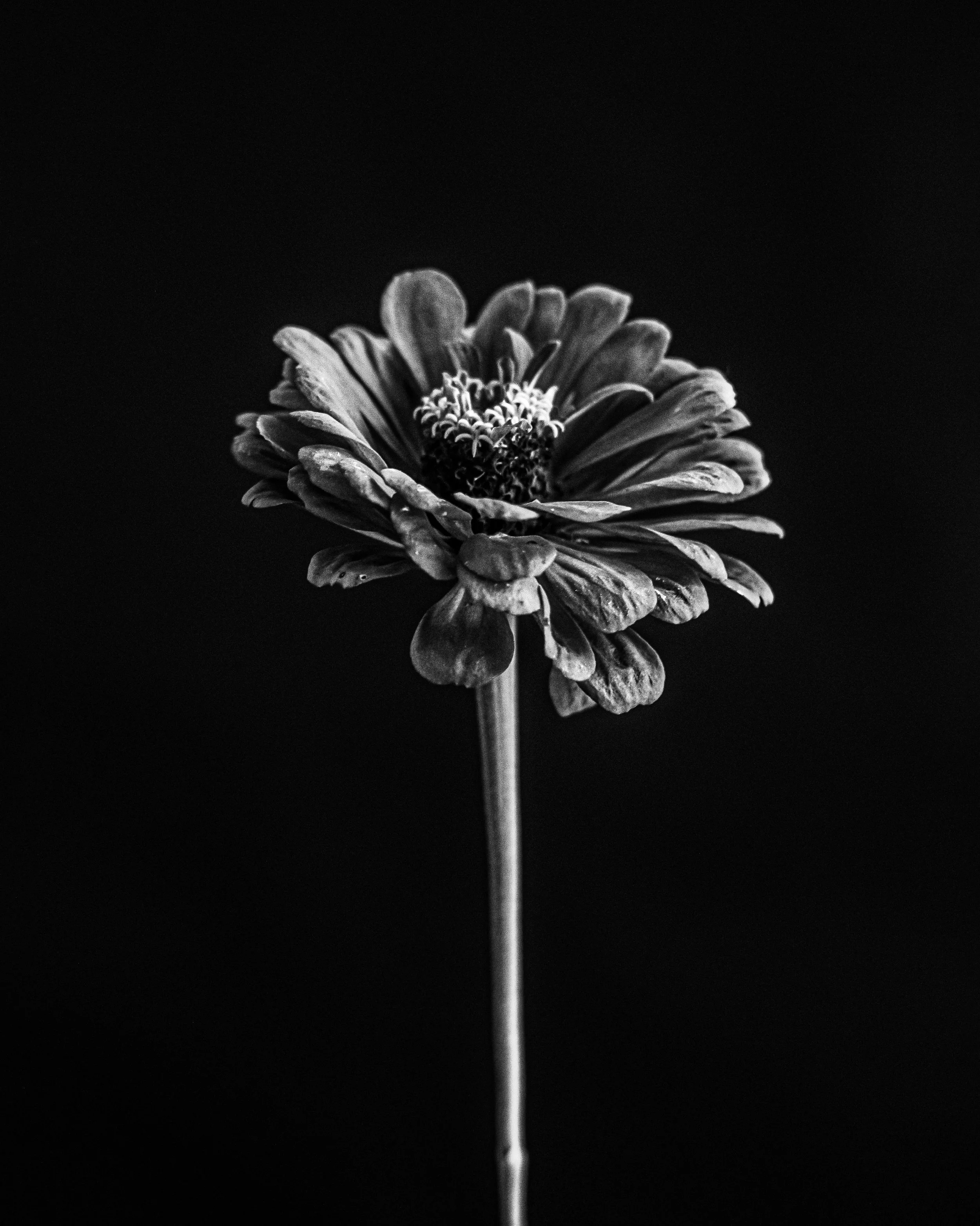 Abloom 5x7-8 copy.jpg