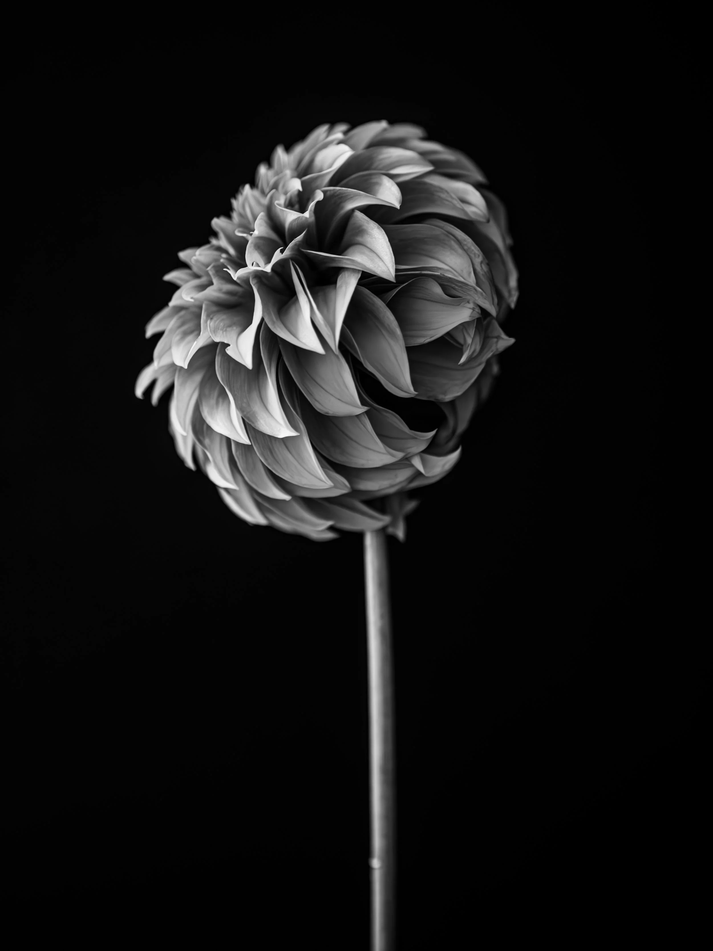 B&W DAHLIA SIDE 4X3.jpg