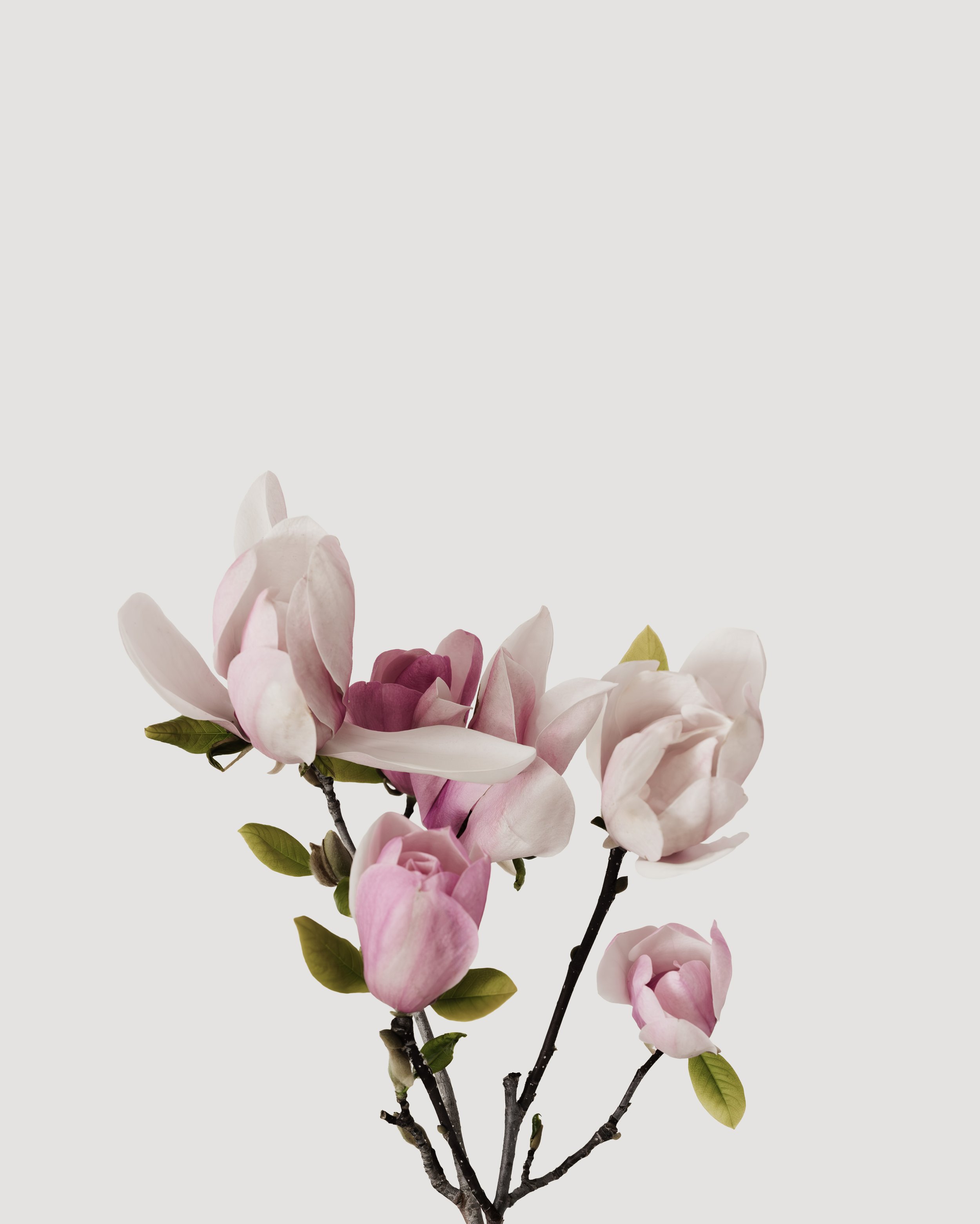 GU3A6466-Magnolias.jpg
