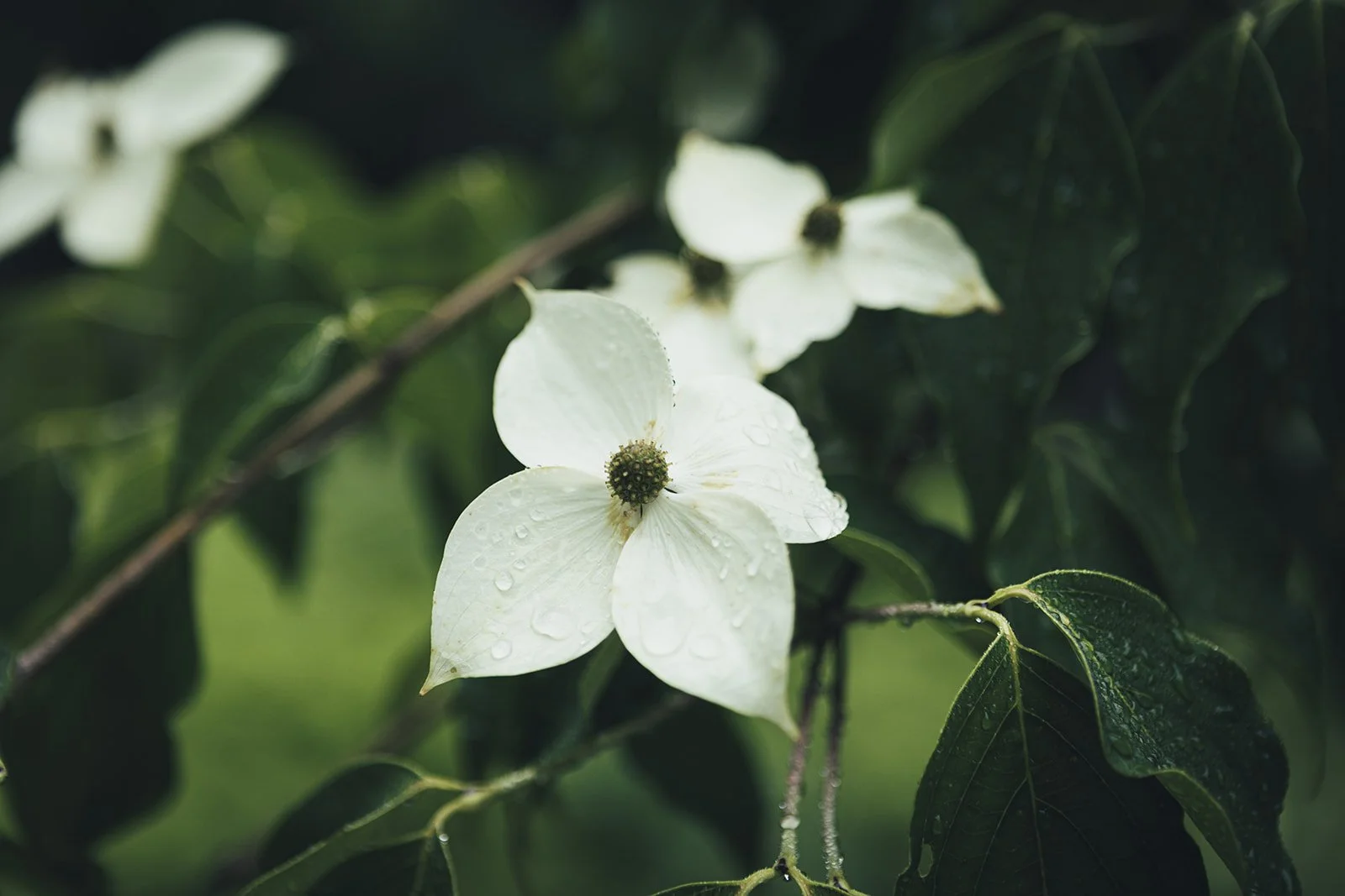 Dogwood at Tahilla Farm