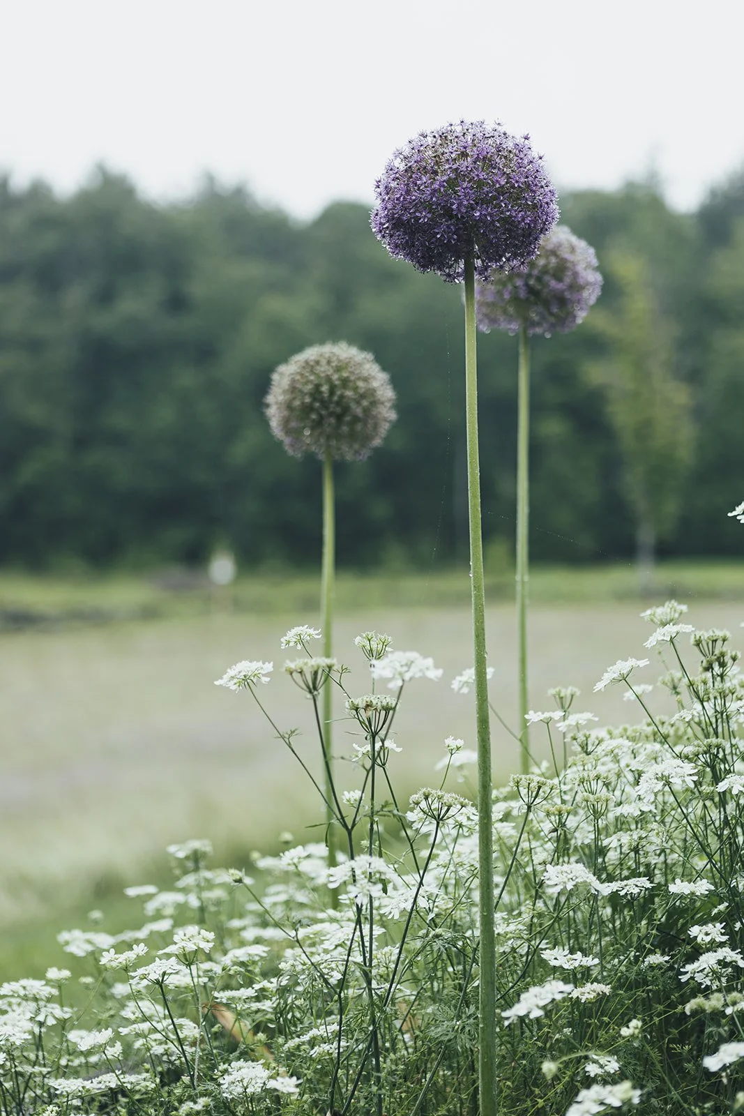 Summer Blooms at Tahilla Farm
